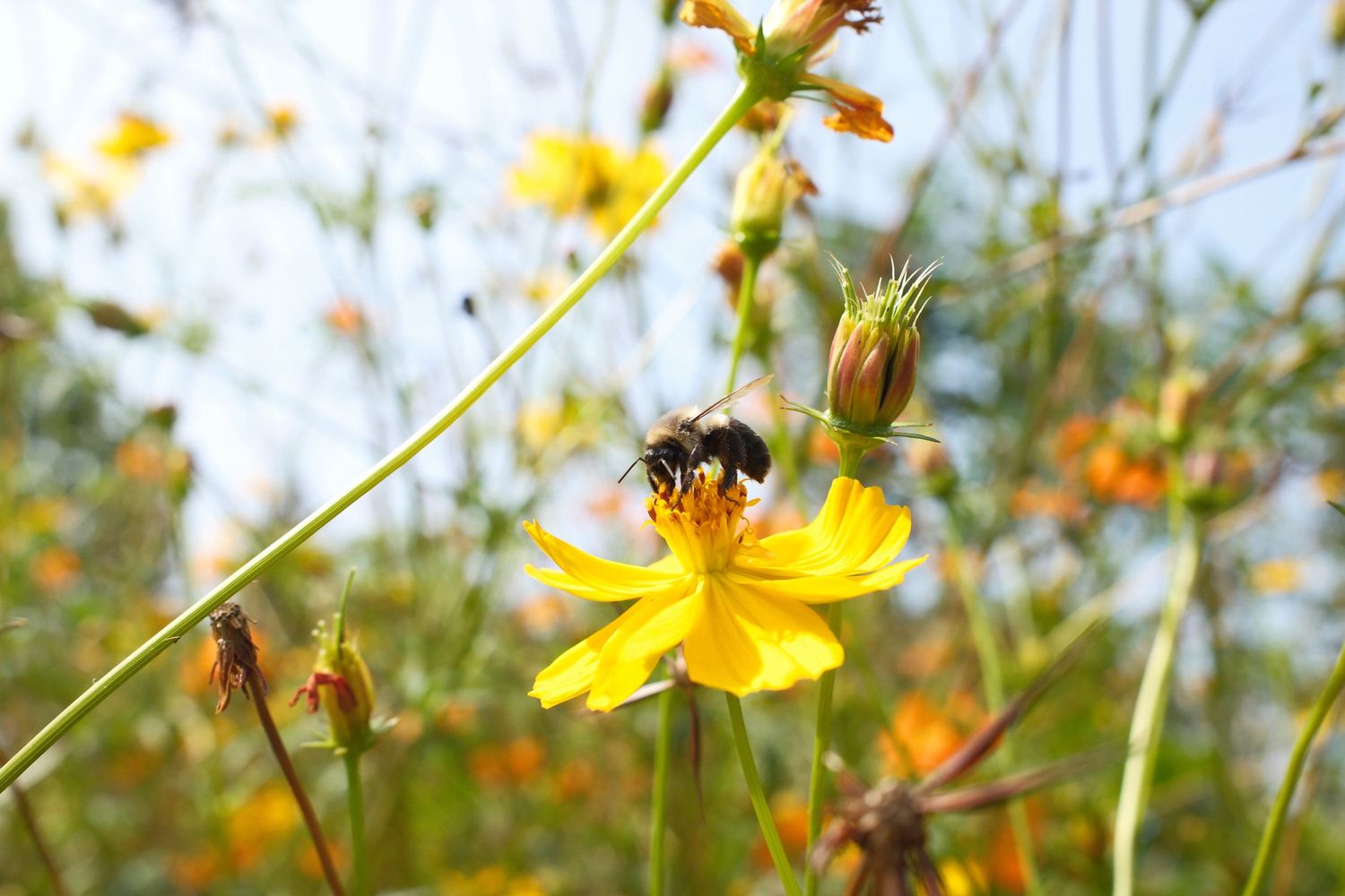 Yellow wildflowers bloom in a sunny garden with a bee pollinating the blossoms.