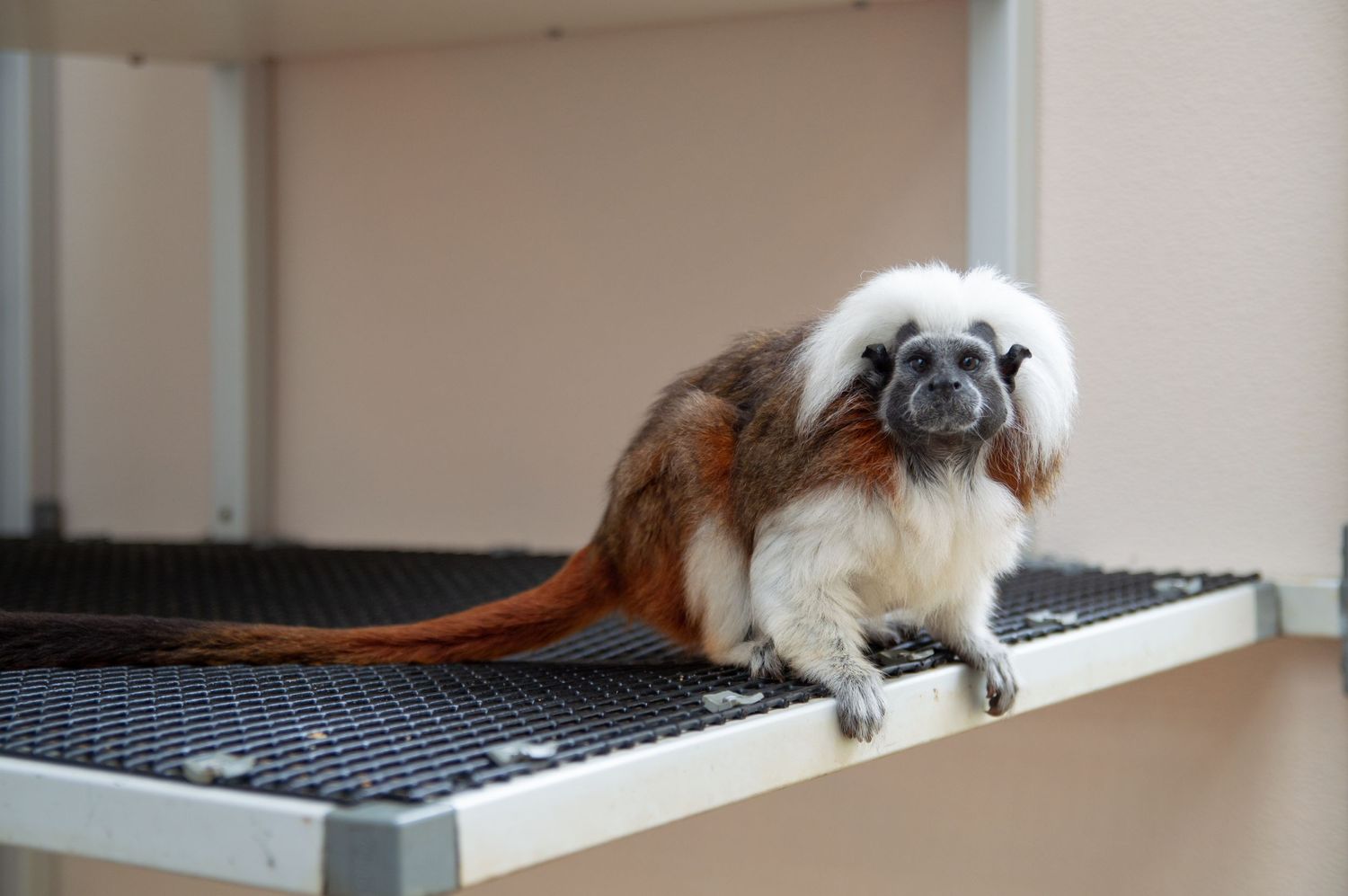 A cotton-top tamarin monkey with distinctive white fur sits on a black mesh platform.