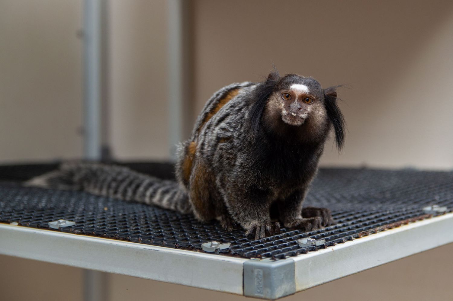Small primate perches on black mesh platform against blurred neutral background.