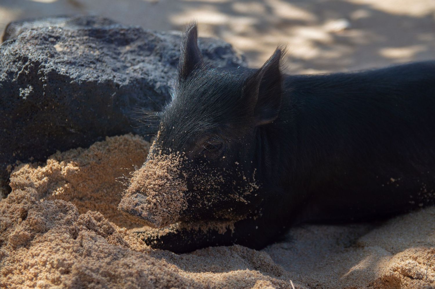 Close-up view of a black cat's head resting on sandy ground in dappled sunlight.