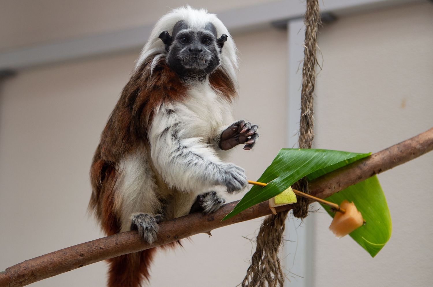 Cotton-top tamarin monkey holding green leaf while perched on wooden branch.
