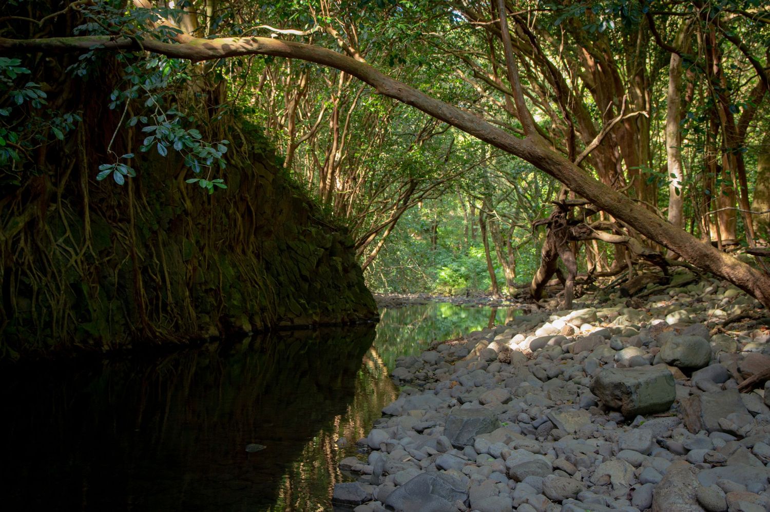 Tranquil stream flowing through dense forest with sunlight filtering through tree canopy.