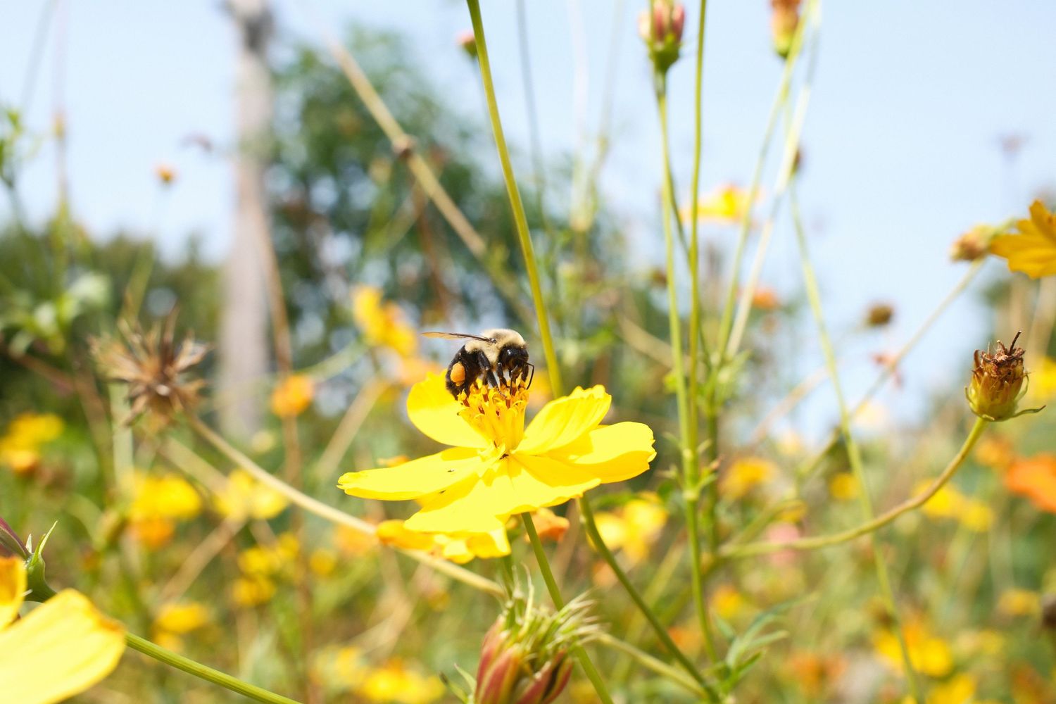 Honey bee gathering nectar from a vibrant yellow cosmos flower in full bloom.