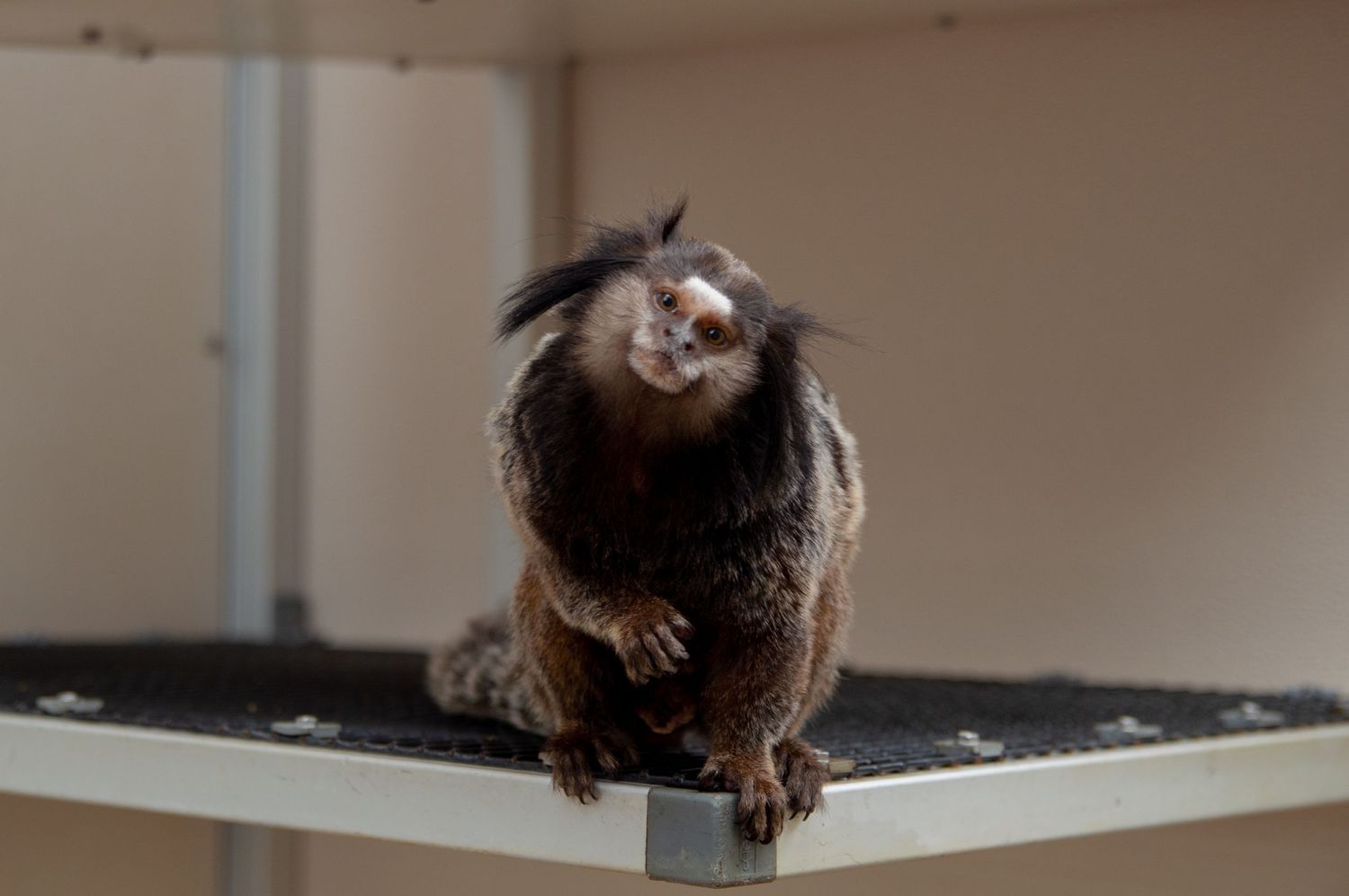 Brown owl perched on a white ledge in an indoor setting.