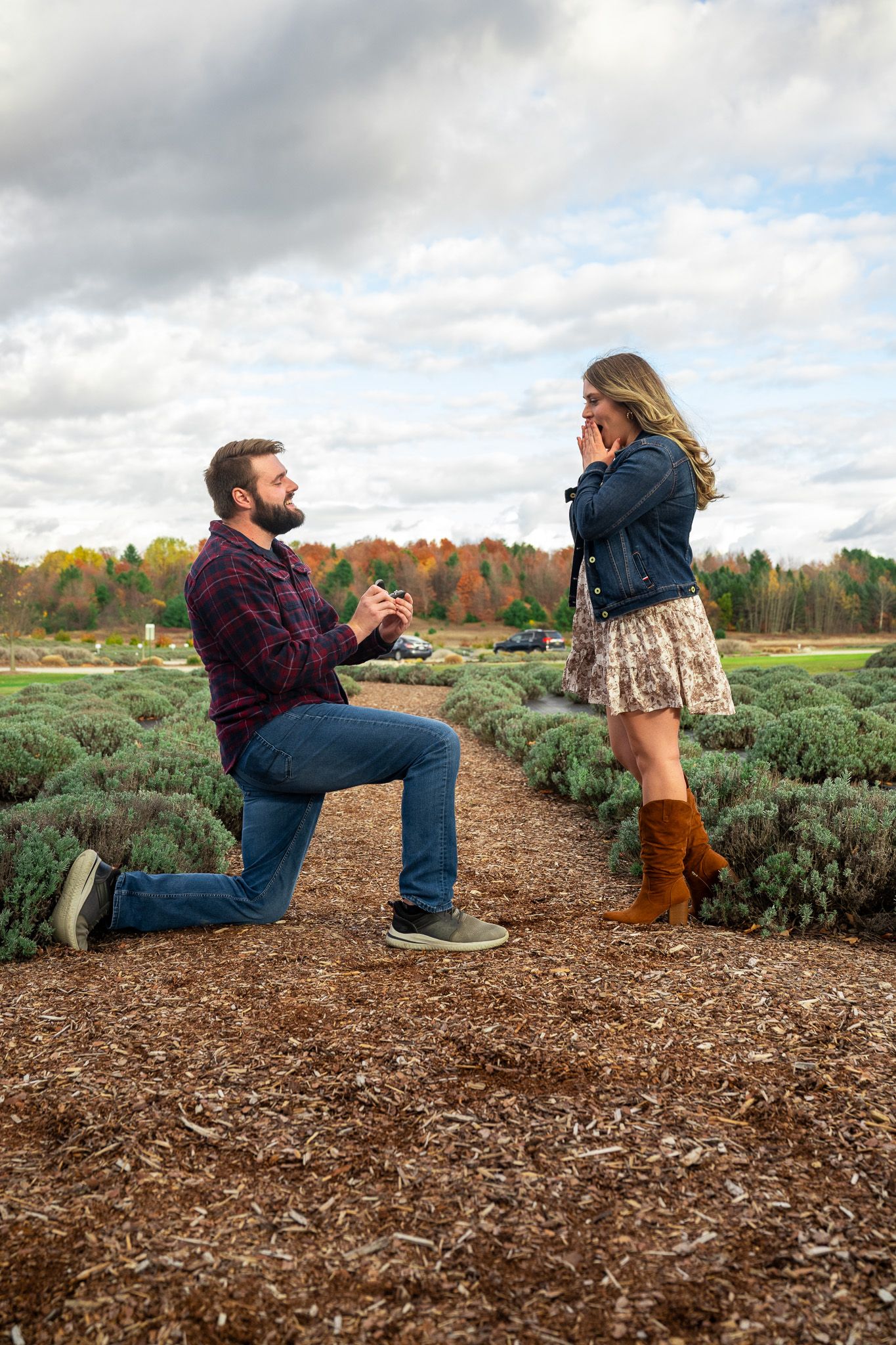 A proposal scene on a mulch path with autumn lavender fields in the background.