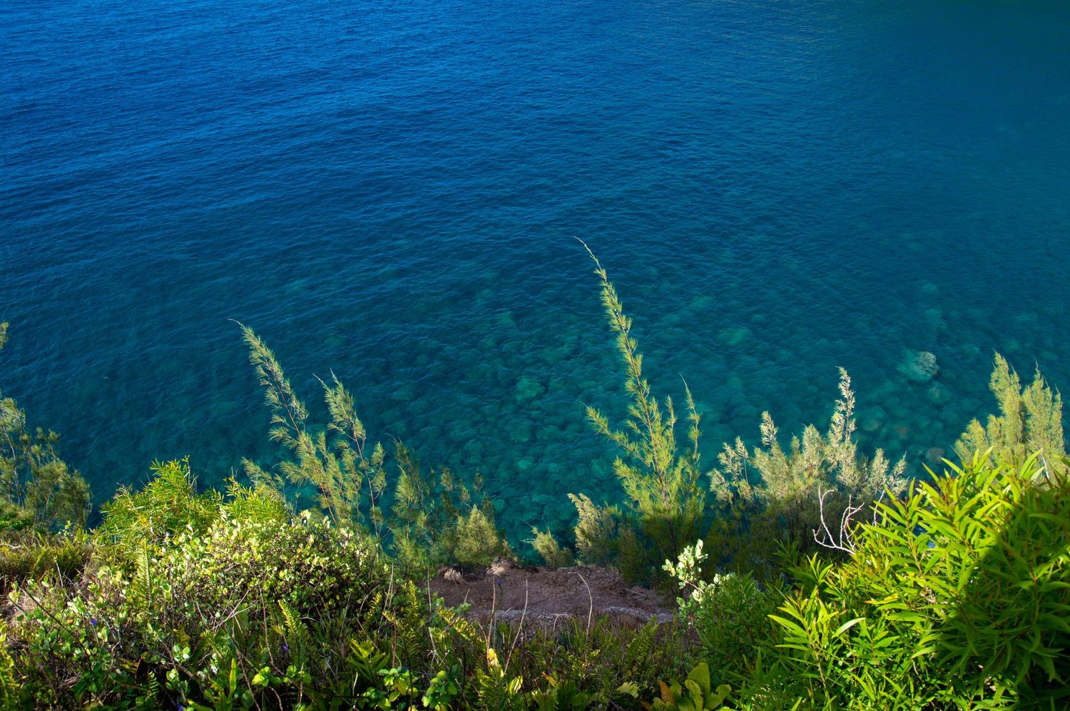 Crystal clear turquoise ocean water viewed through coastal vegetation on clifftop.