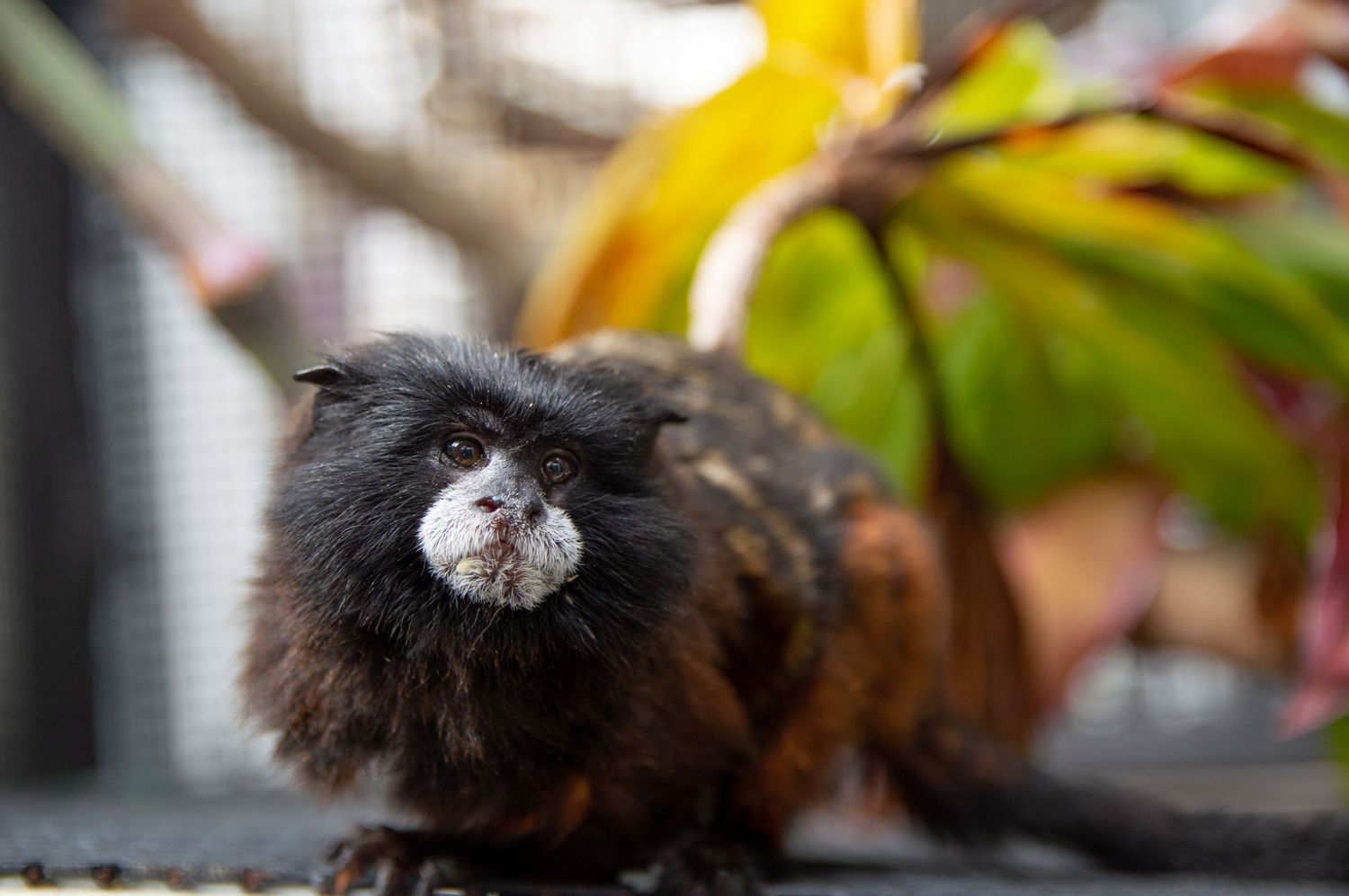 A small black monkey with white facial markings sits among colorful foliage.