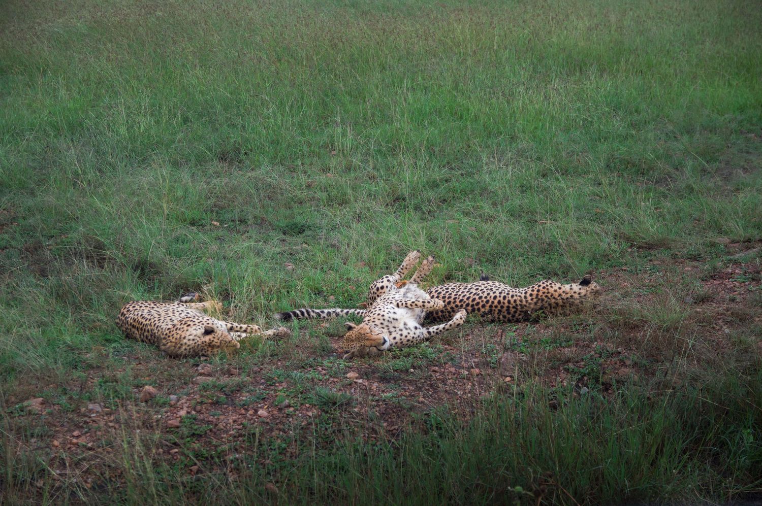 Two cheetahs resting together in green grass during daytime.
