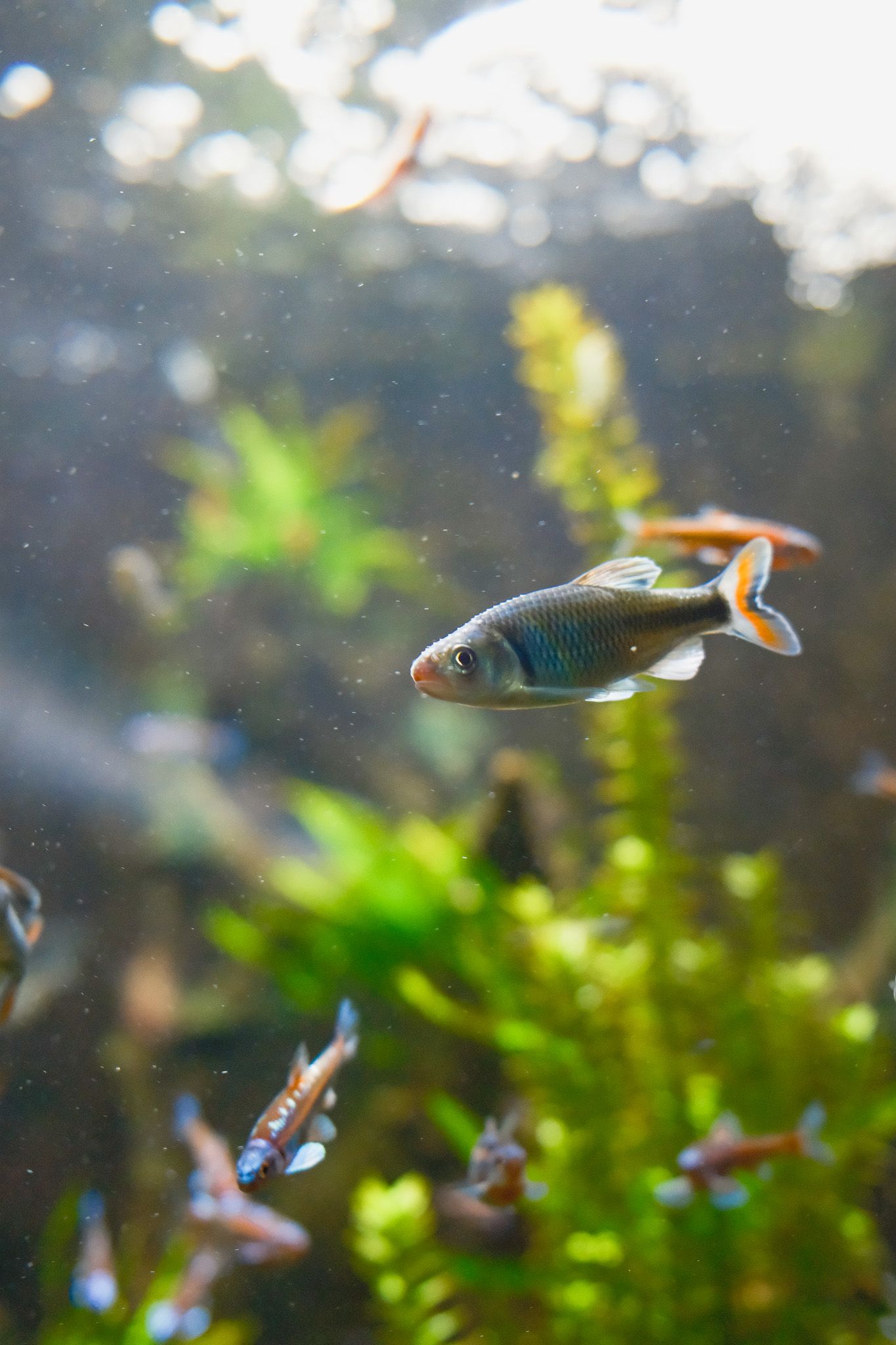 Small tropical fish swimming in an aquarium with green plants and natural lighting.