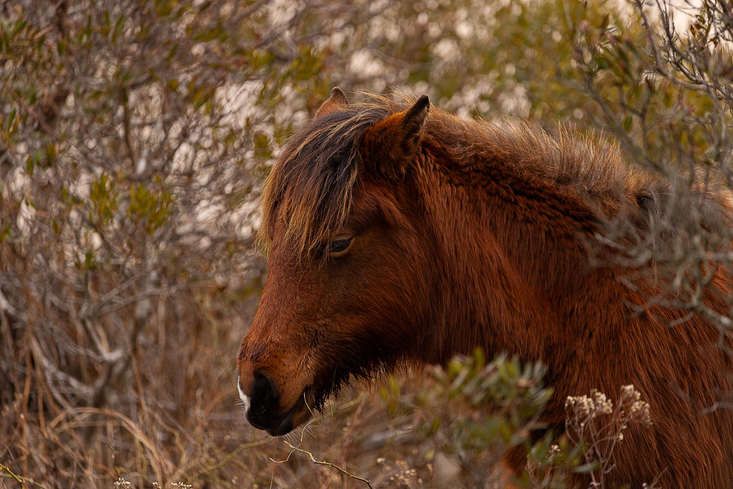 Wildlife