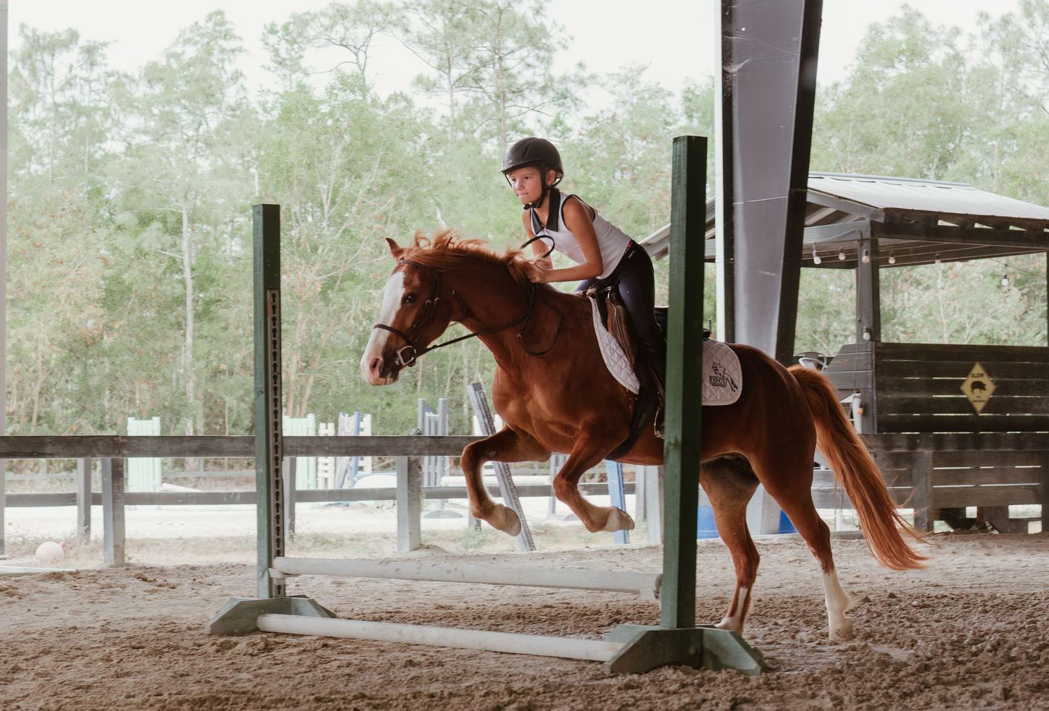 A brown horse gallops and runs freely under a covered arena during training exercises.