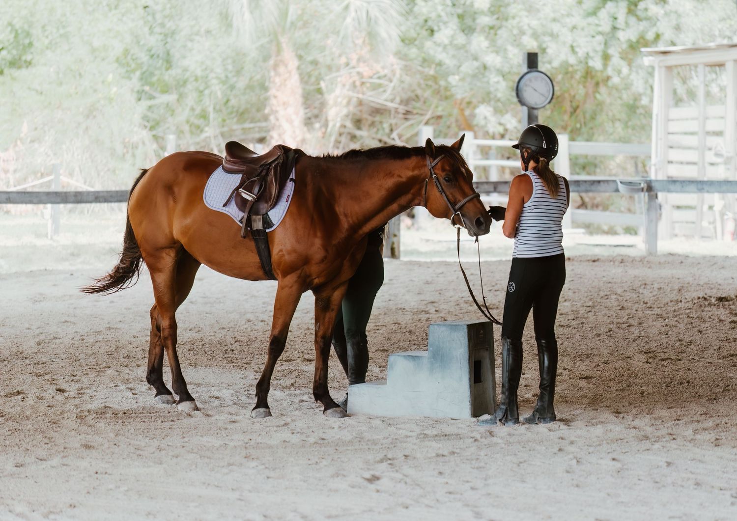 Horse training sequence showing groundwork exercises in an indoor arena with multiple brown horses being worked with halters.