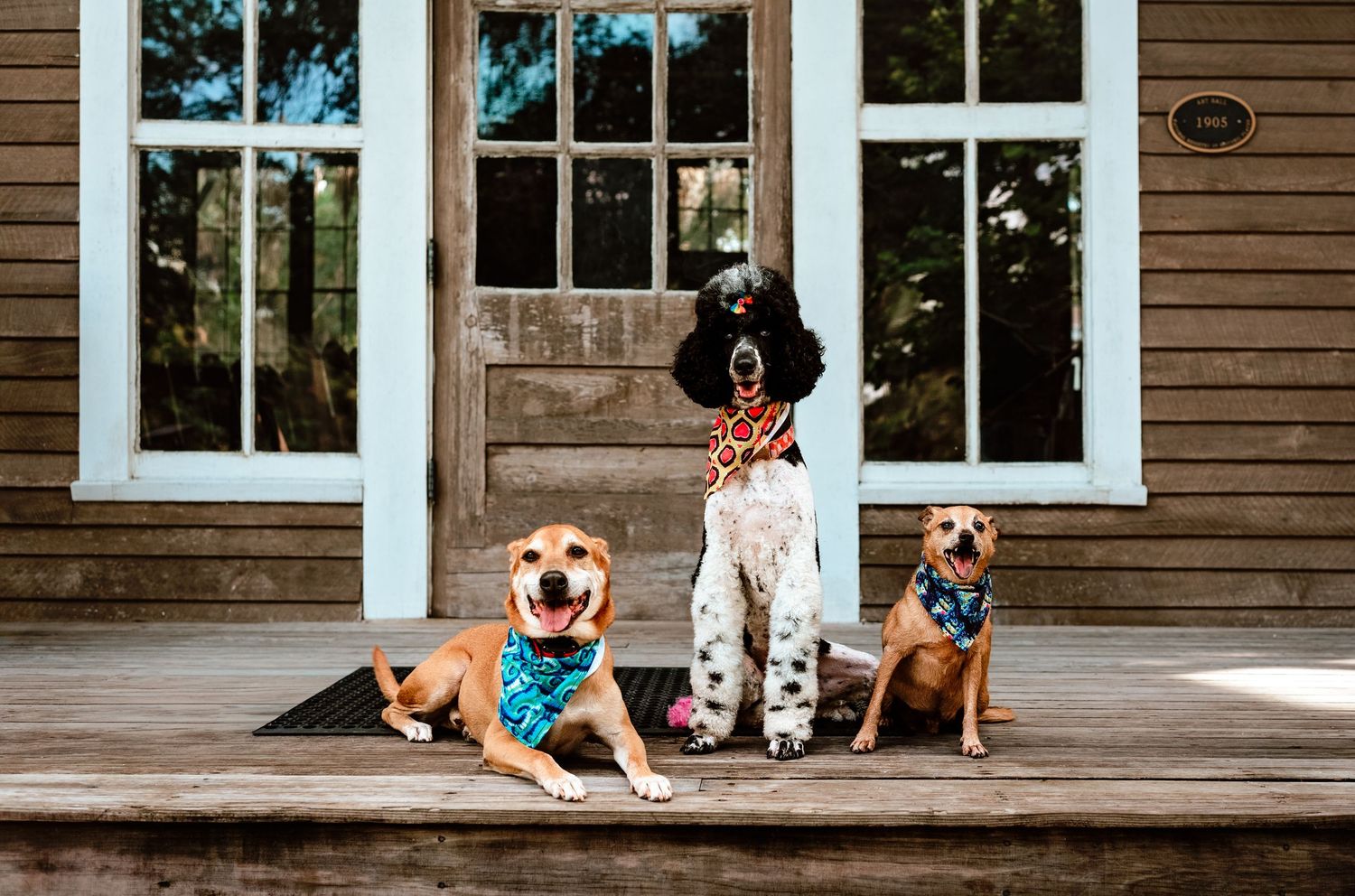 Two dogs sit together on a rustic wooden porch with white trim and windows in the background.
