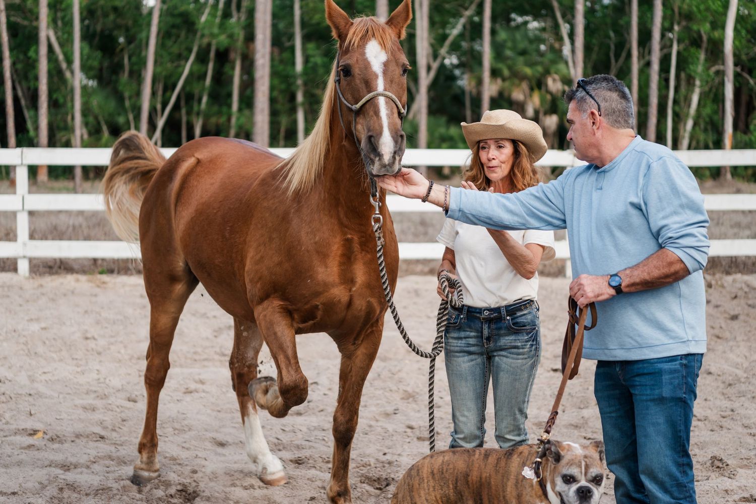 A chestnut horse being trained in a sandy arena with two people and a dog watching from the side.