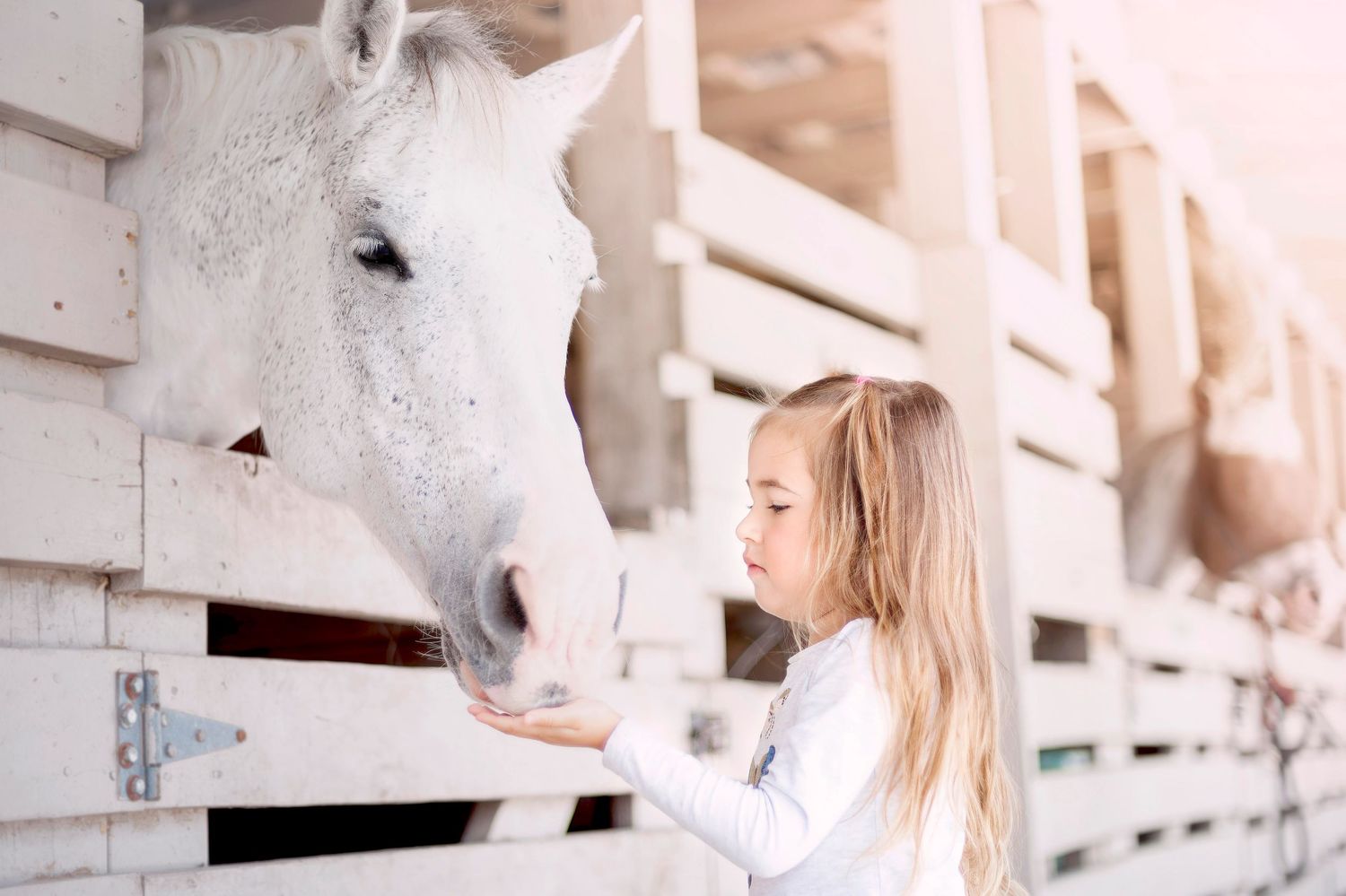 A white horse in a stable extends its head over a wooden stall door while being gently petted.