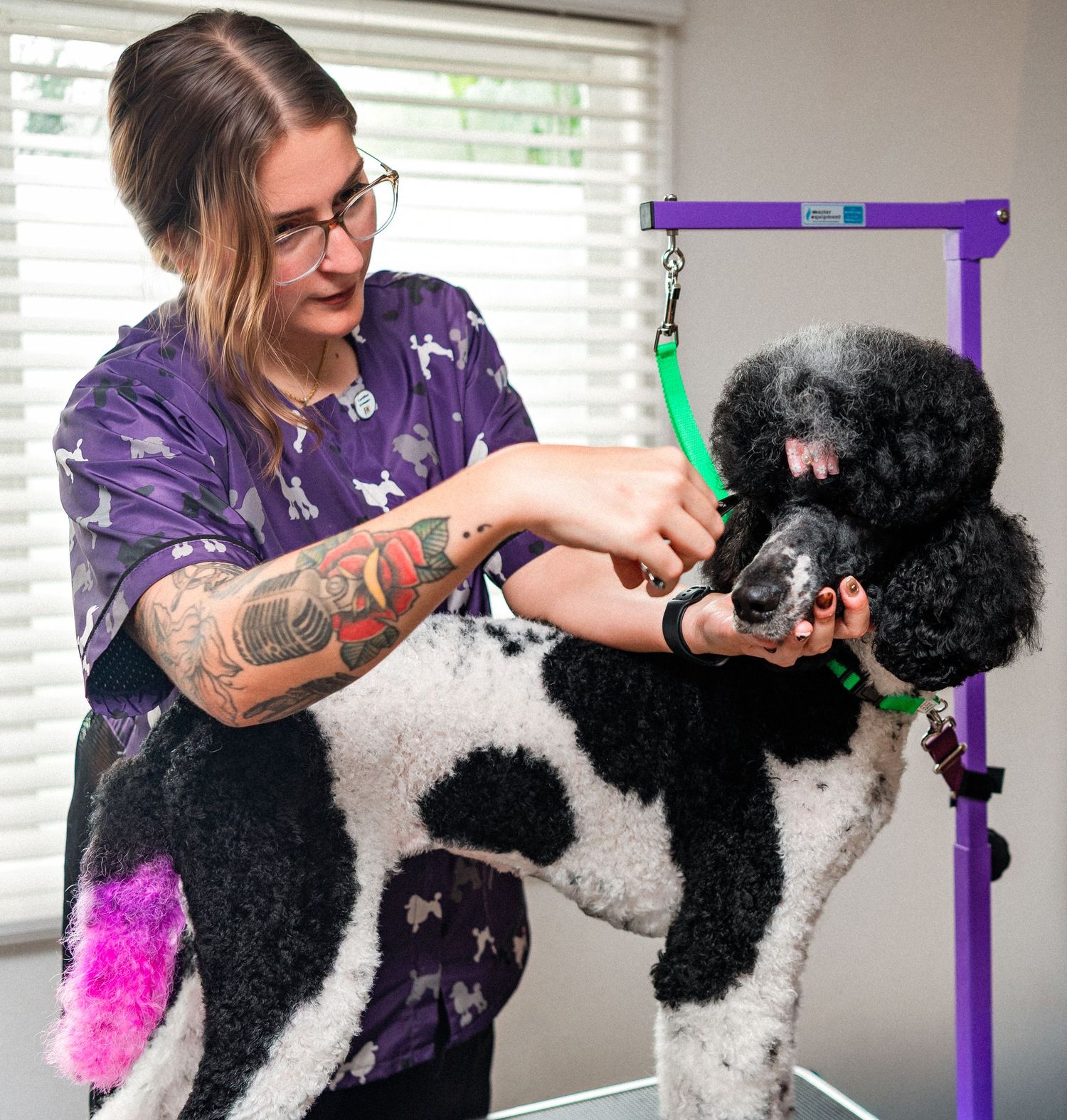 A professional groomer in purple attire carefully trims and styles a black and white dog on a grooming table.