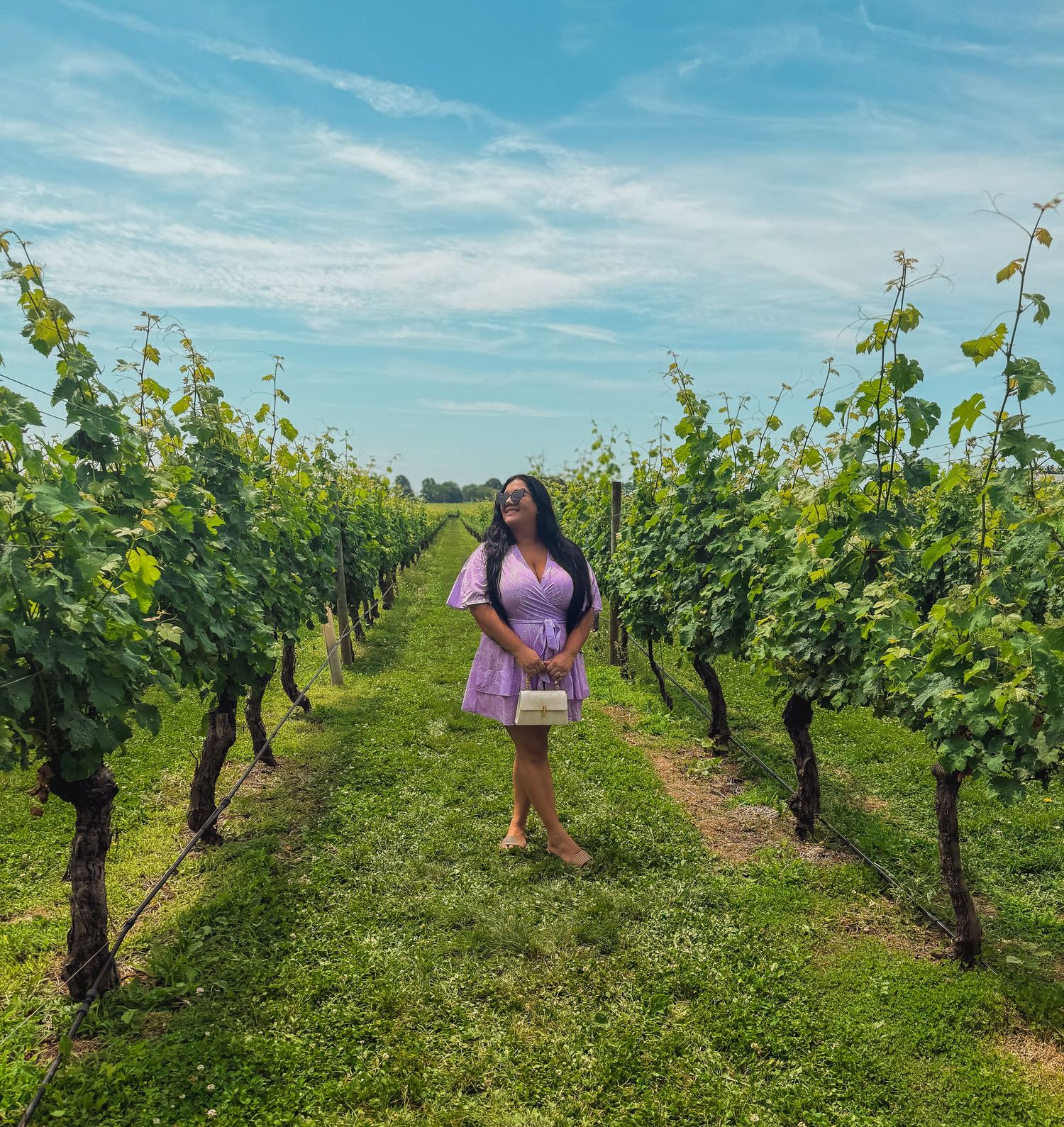 Vineyard rows stretch into the distance under a bright blue sky on a sunny summer day.