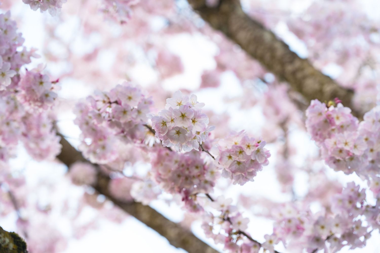 Delicate pink cherry blossoms bloom on tree branches with soft bokeh effect in spring.