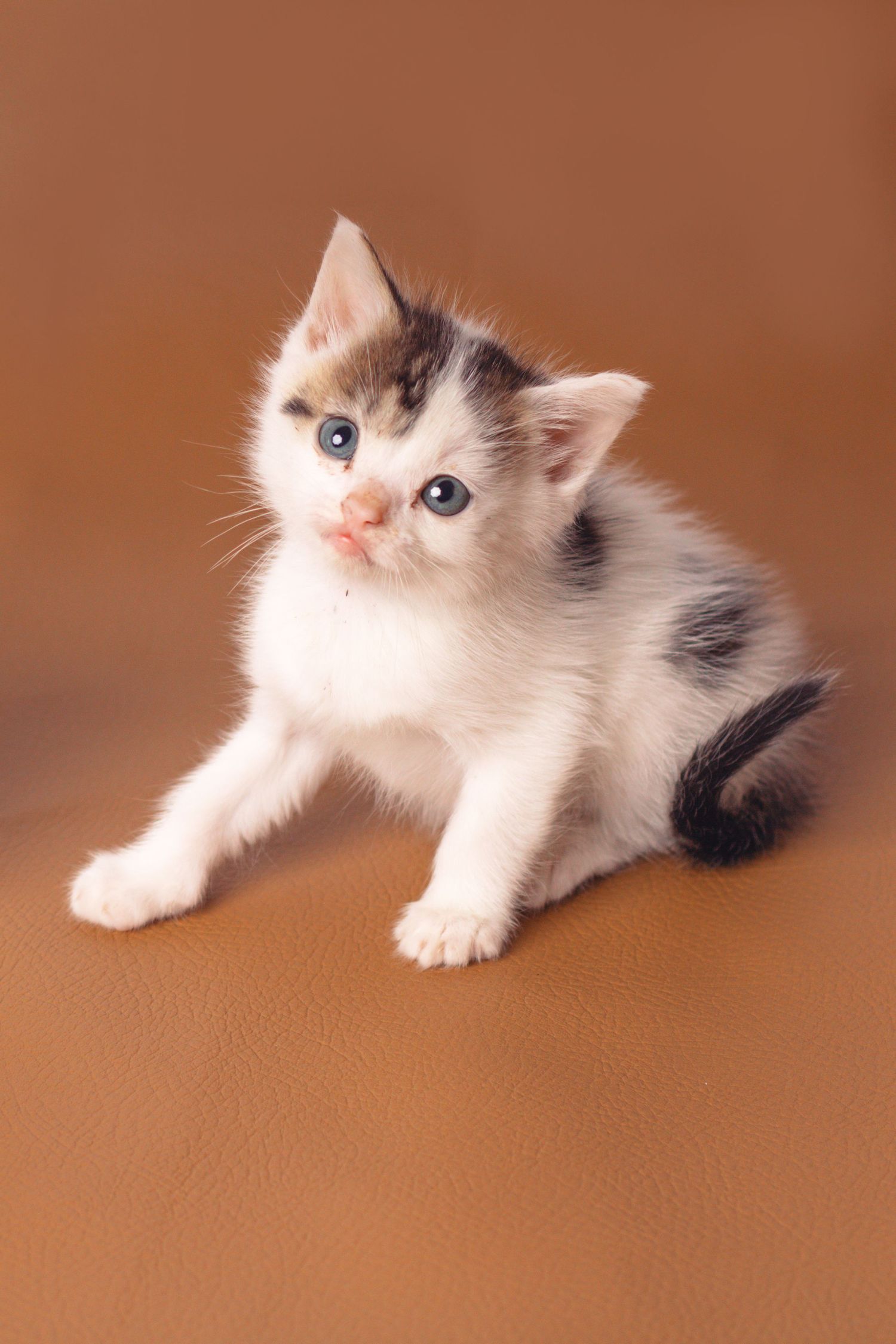 Pet Photographer in Middelburg Mpumalanga