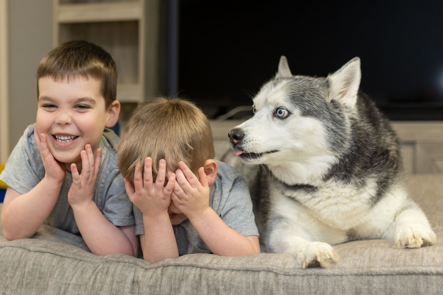 Two young boys laughing with Siberian Husky dog on couch at home.