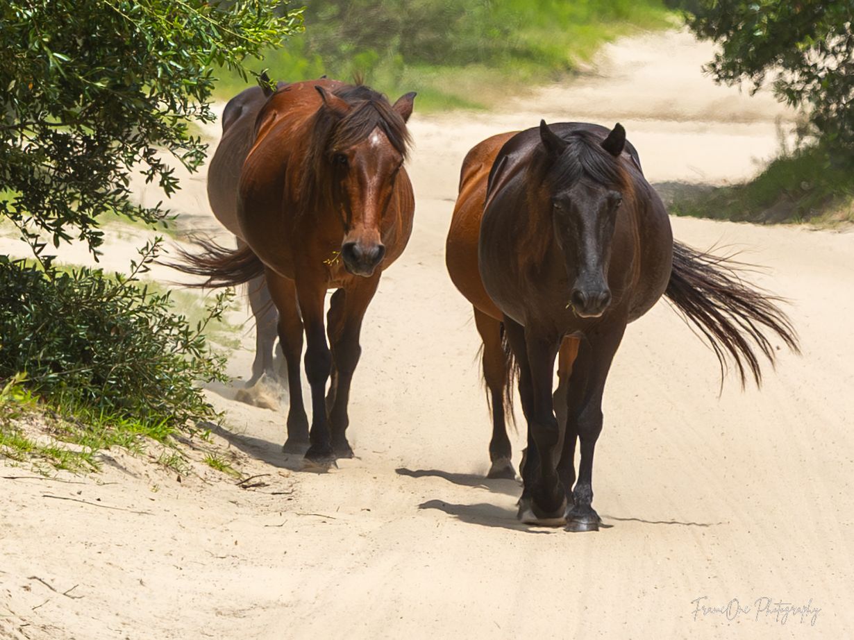 Four brown horses walk along a dirt path in a series of consecutive photos showing their movement from behind.