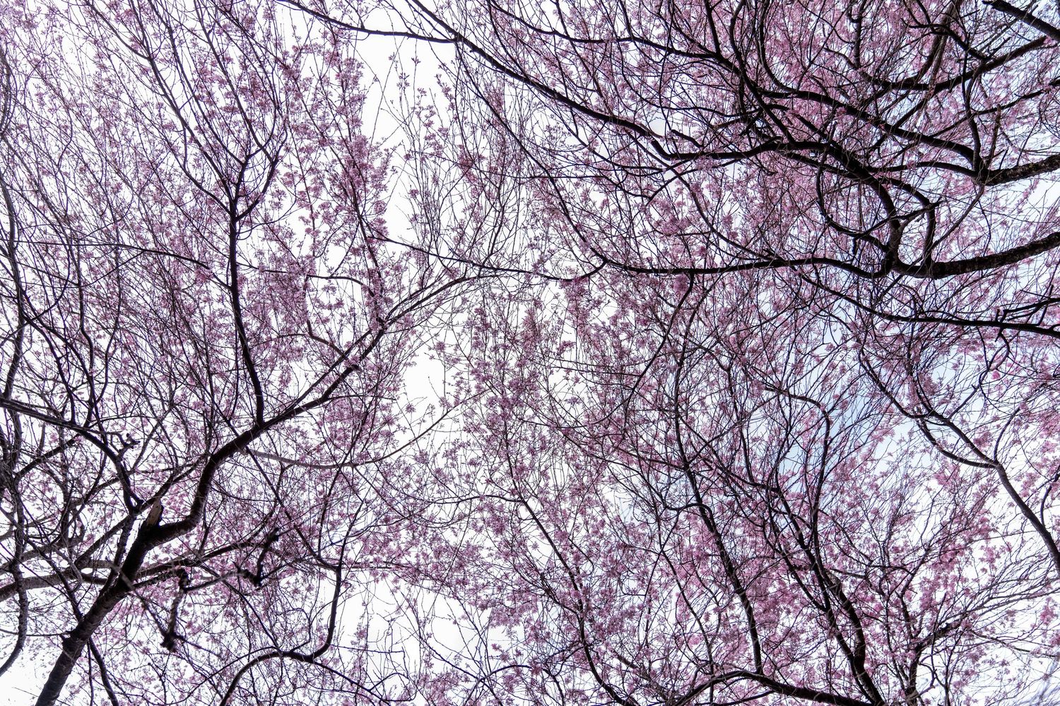 Looking up at pink cherry blossoms against a bright sky through bare tree branches in springtime.