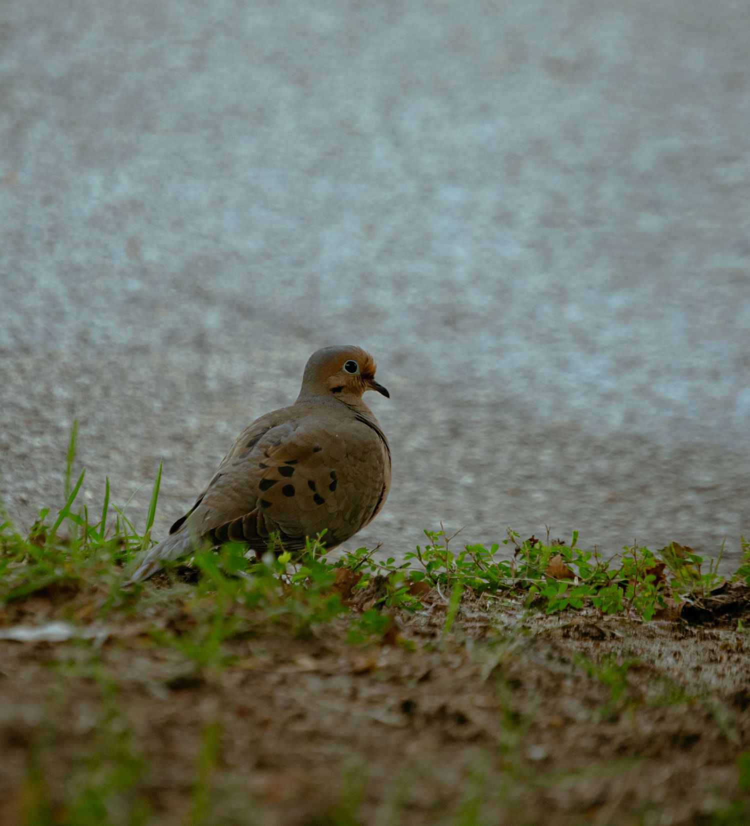 A photo of a Morning Dove
