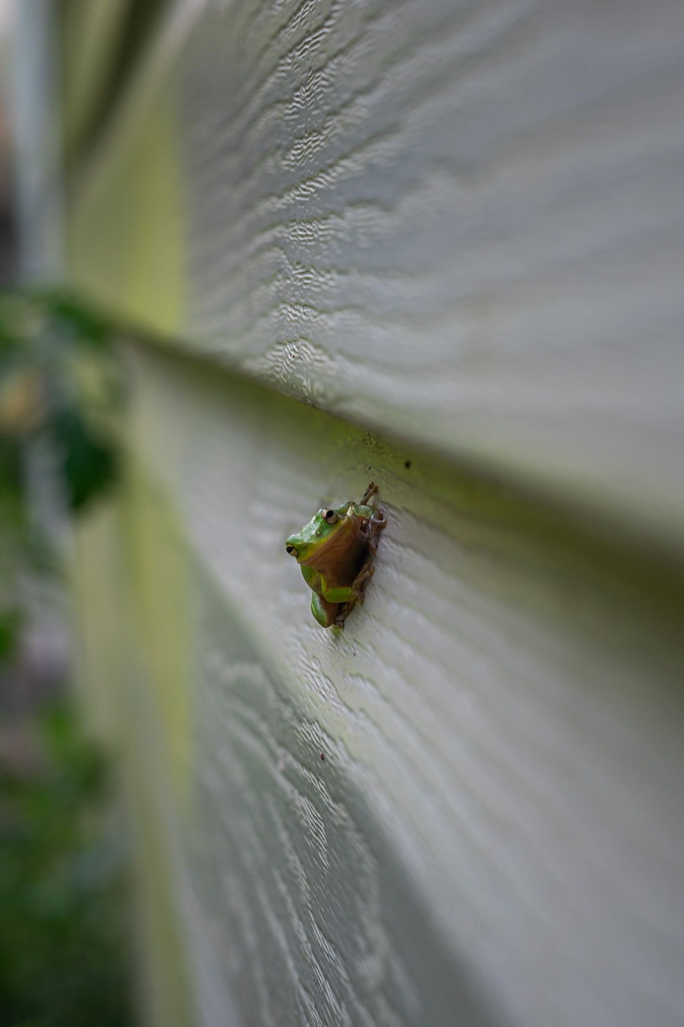 A photo of a tree frog along a house