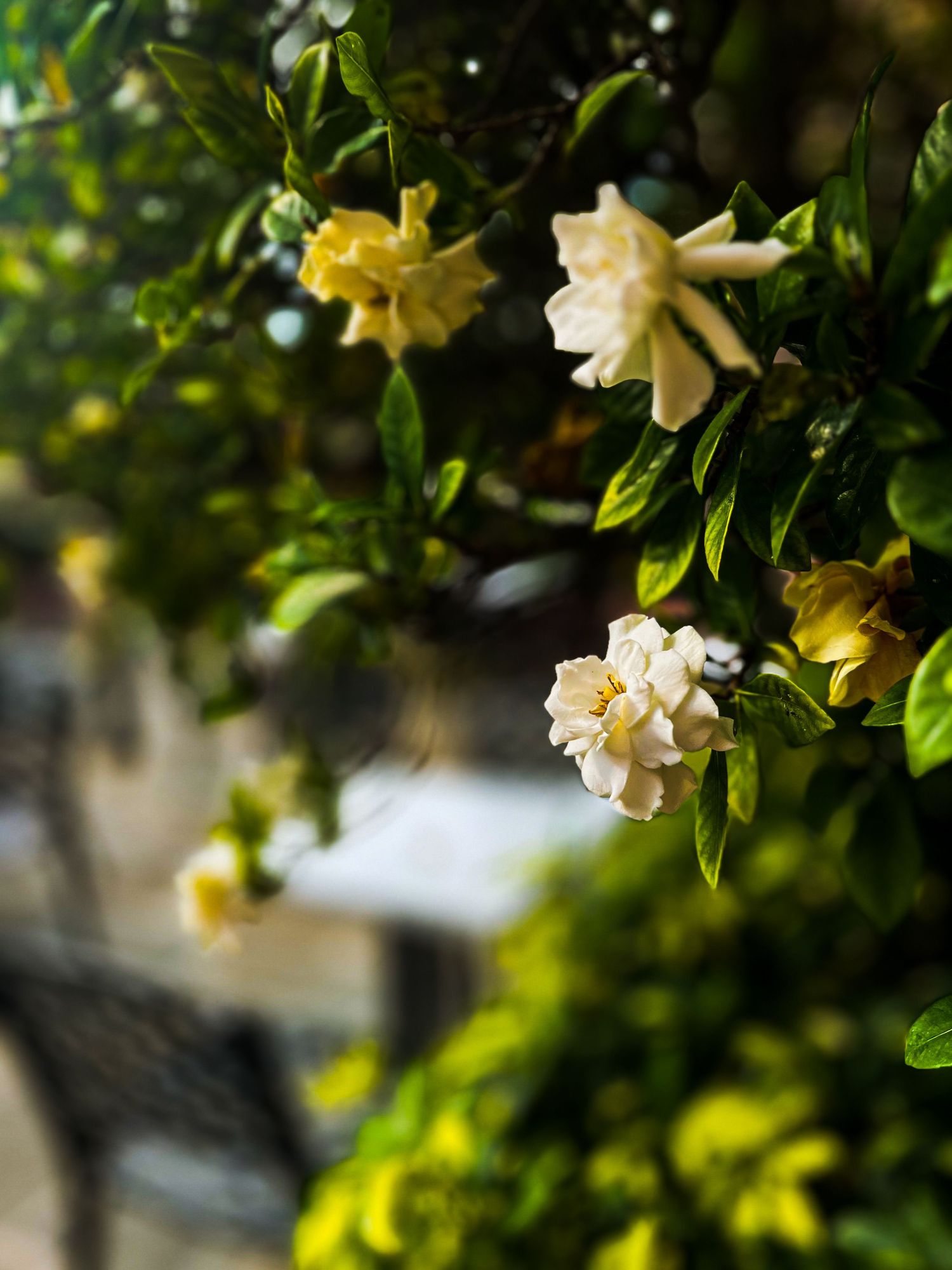 A picture of a flower hanging off a bush
