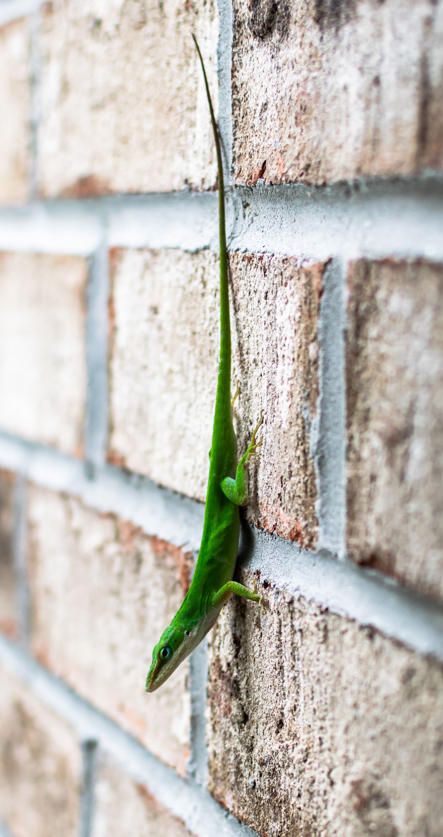 A photo of a lizard standing on a wall