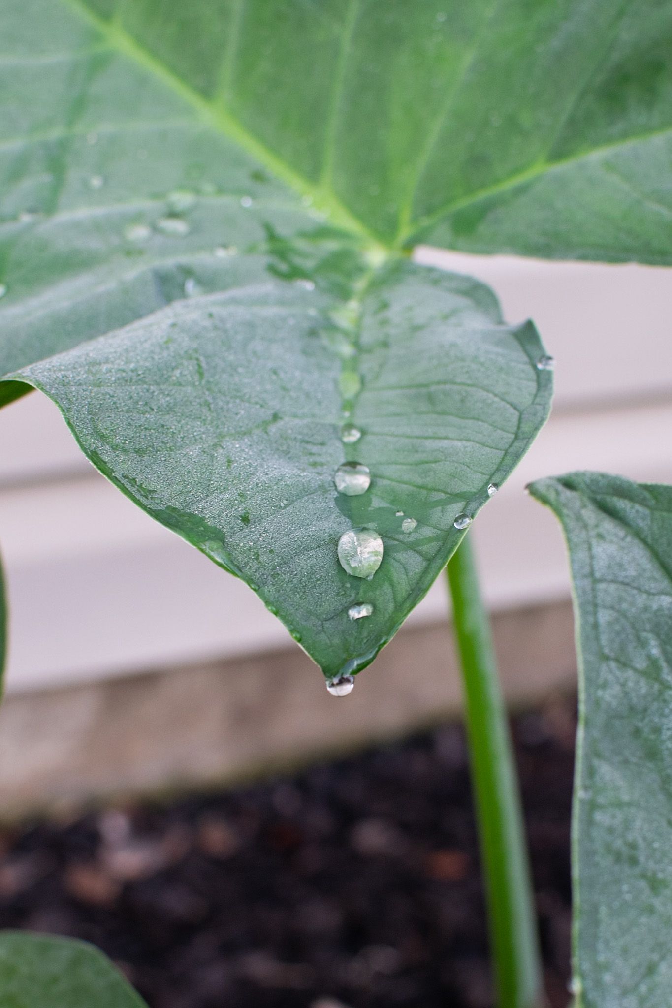 A photo of raindrops on a leaf