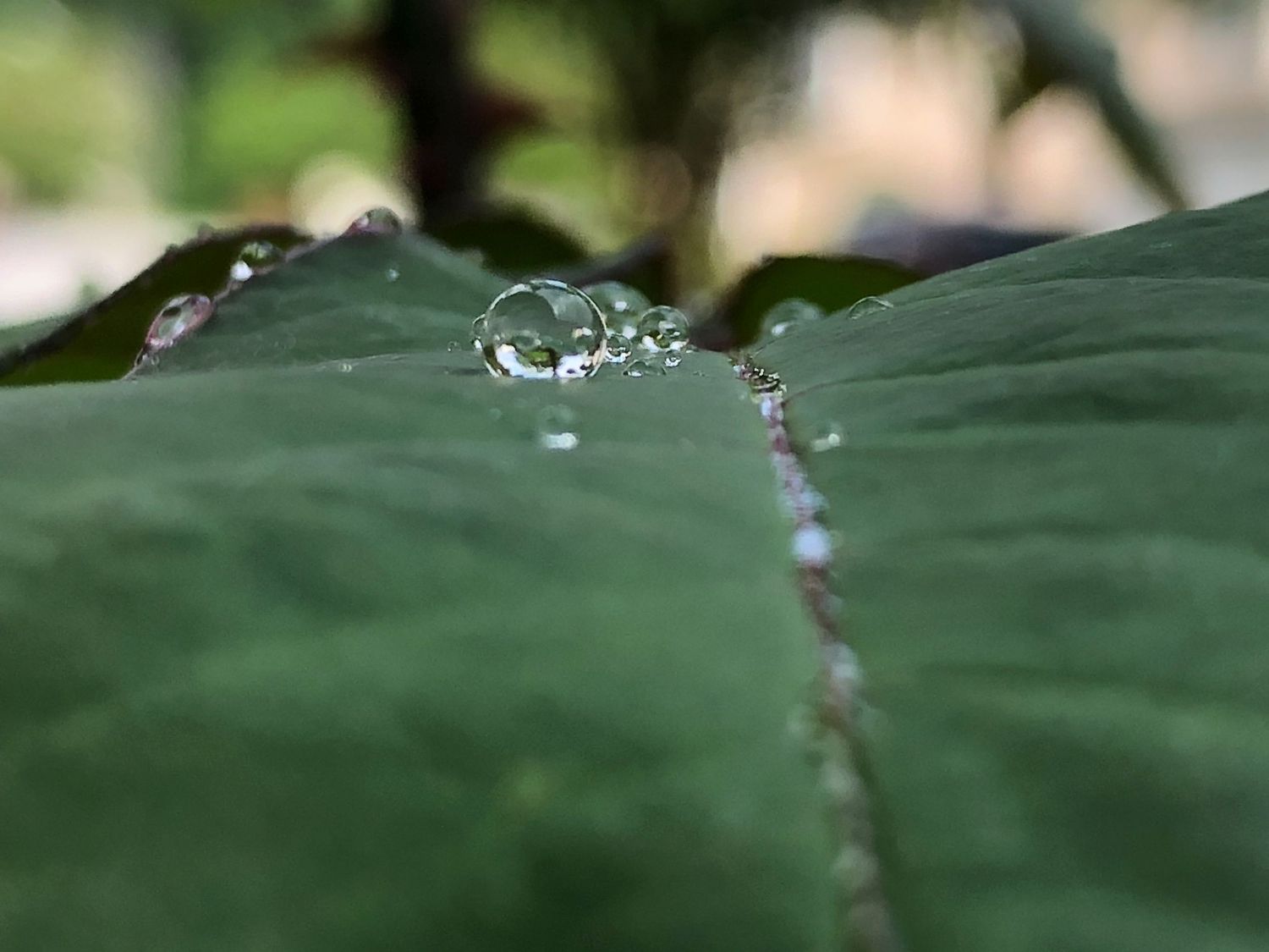 A leaf with a raindrop on it