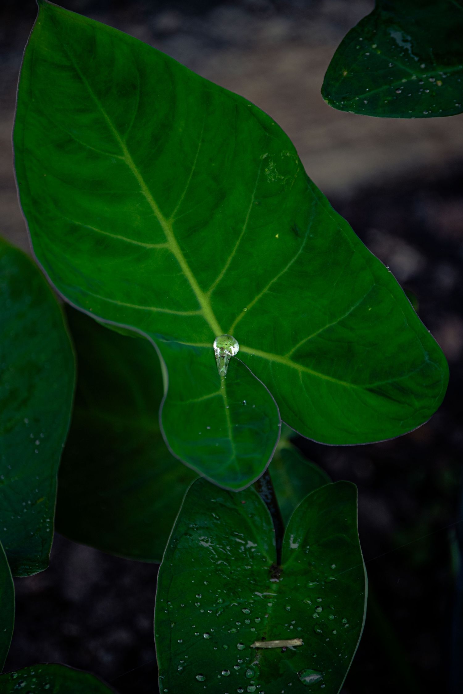 A photo of a single raindrop in a leaf