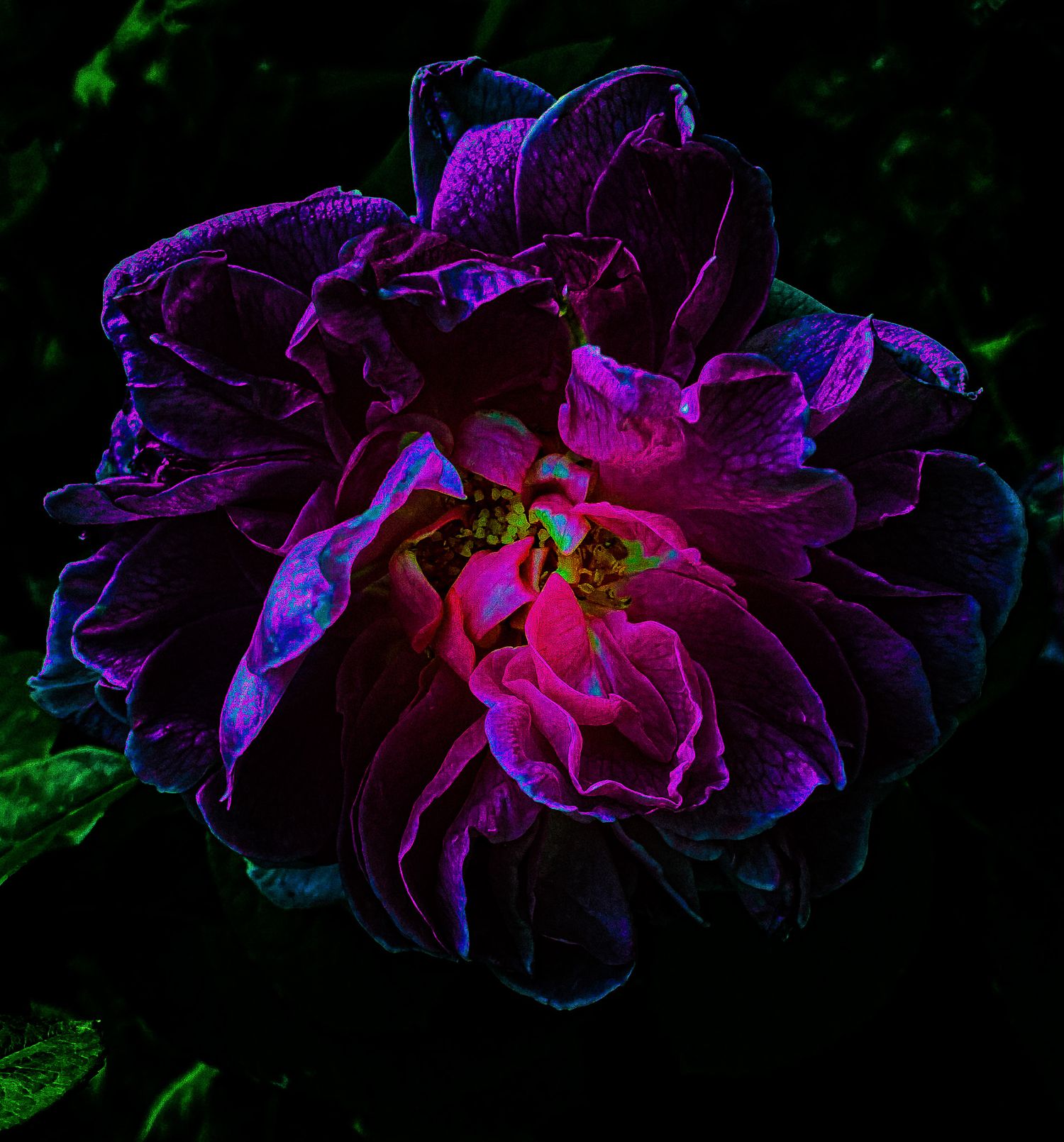 A photo of a rose