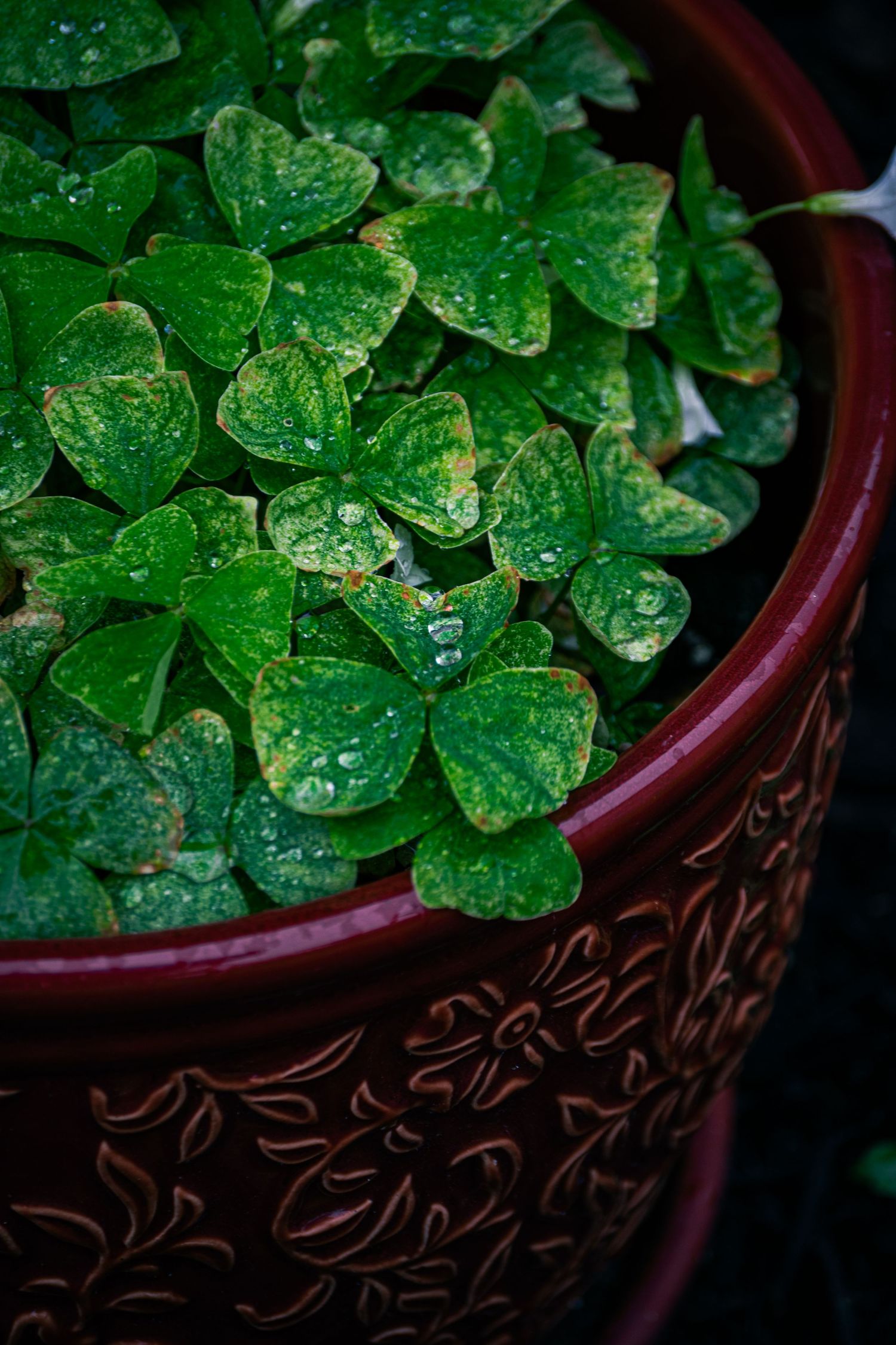 A photo of flowers and leaves in a pot