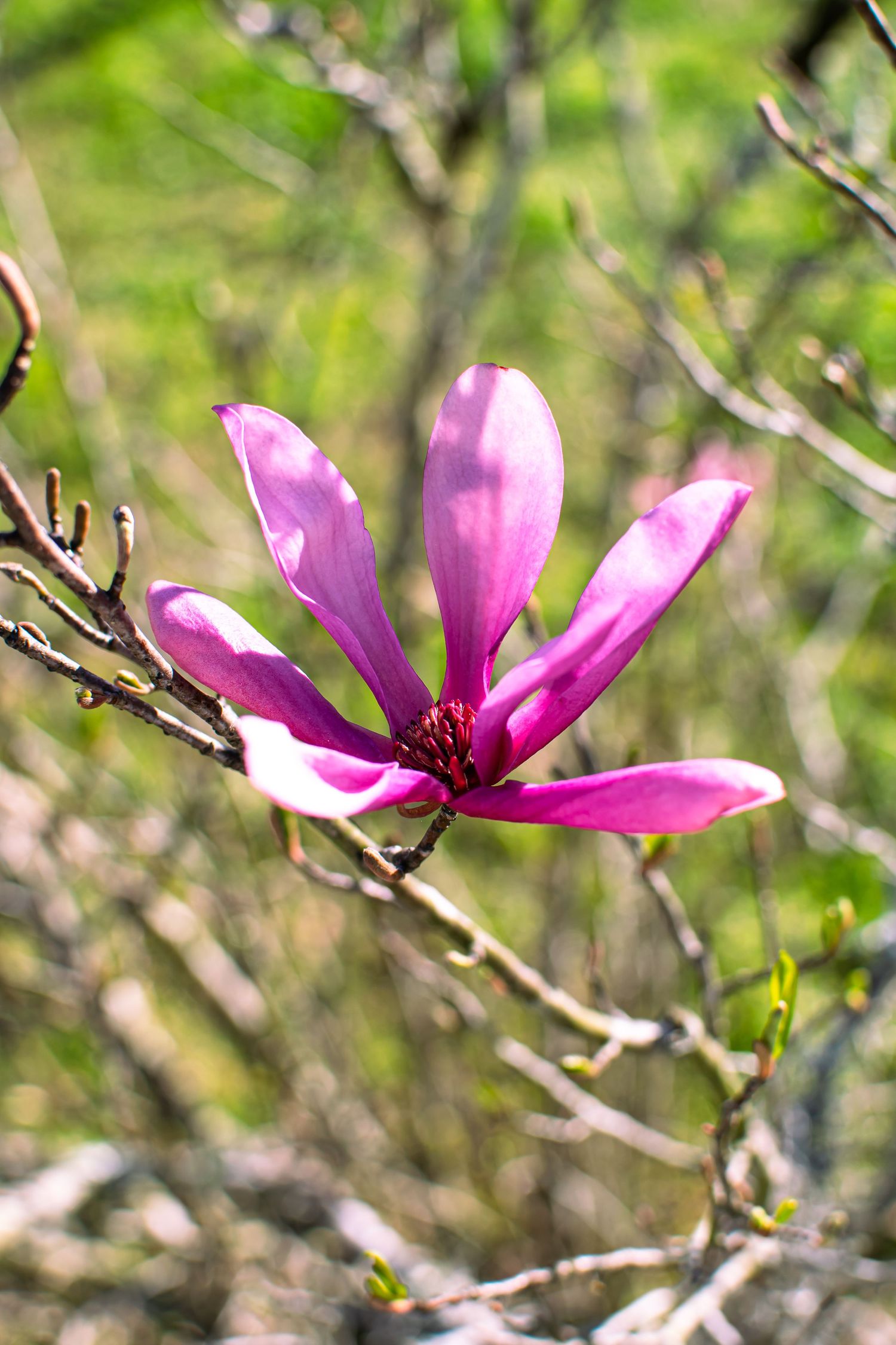 Award winning flower of a Lily Magnolia. A flower with pink petals and spontaneous blooming periods.