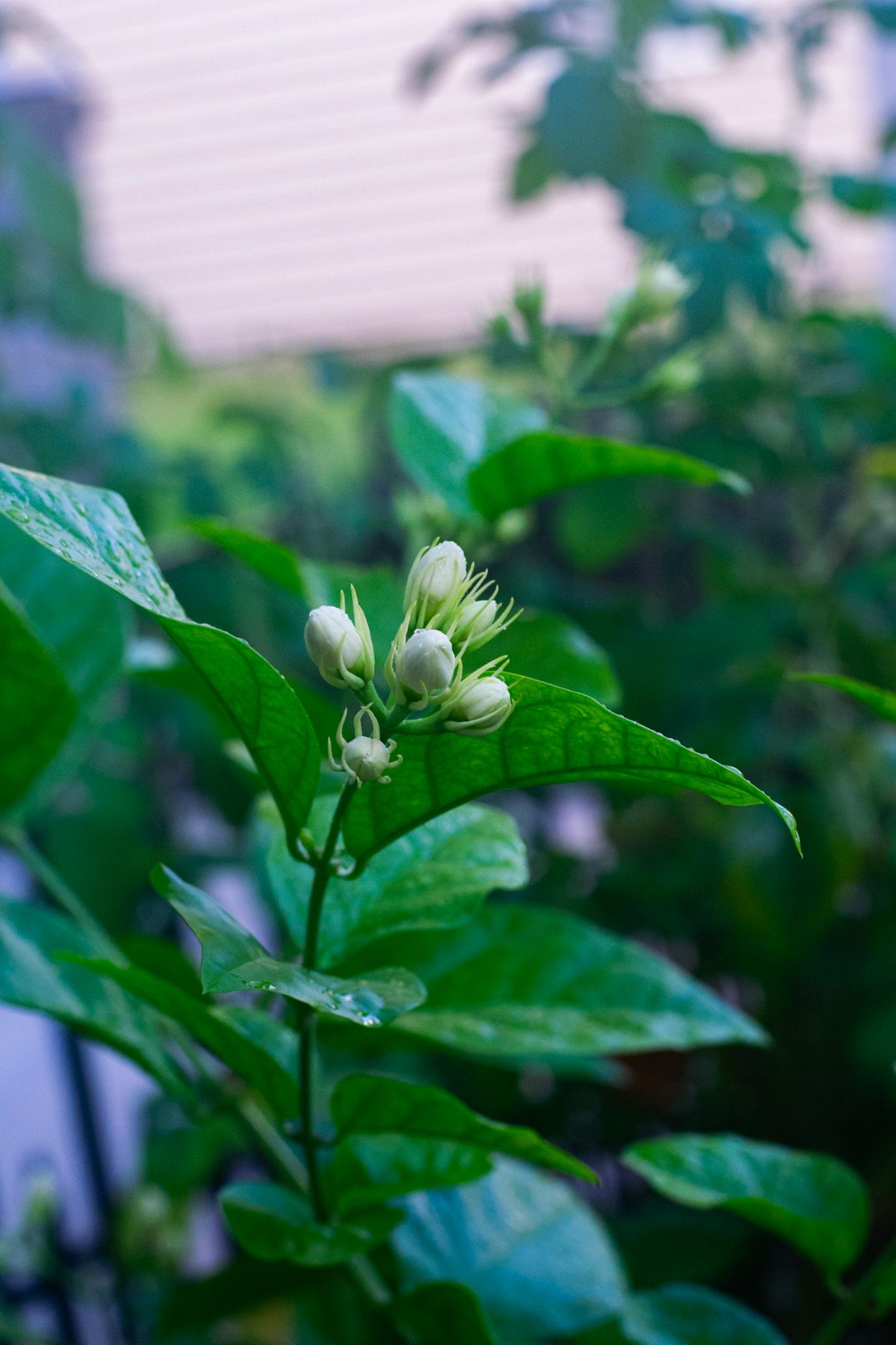 A photo of Arabian Jasmine buds