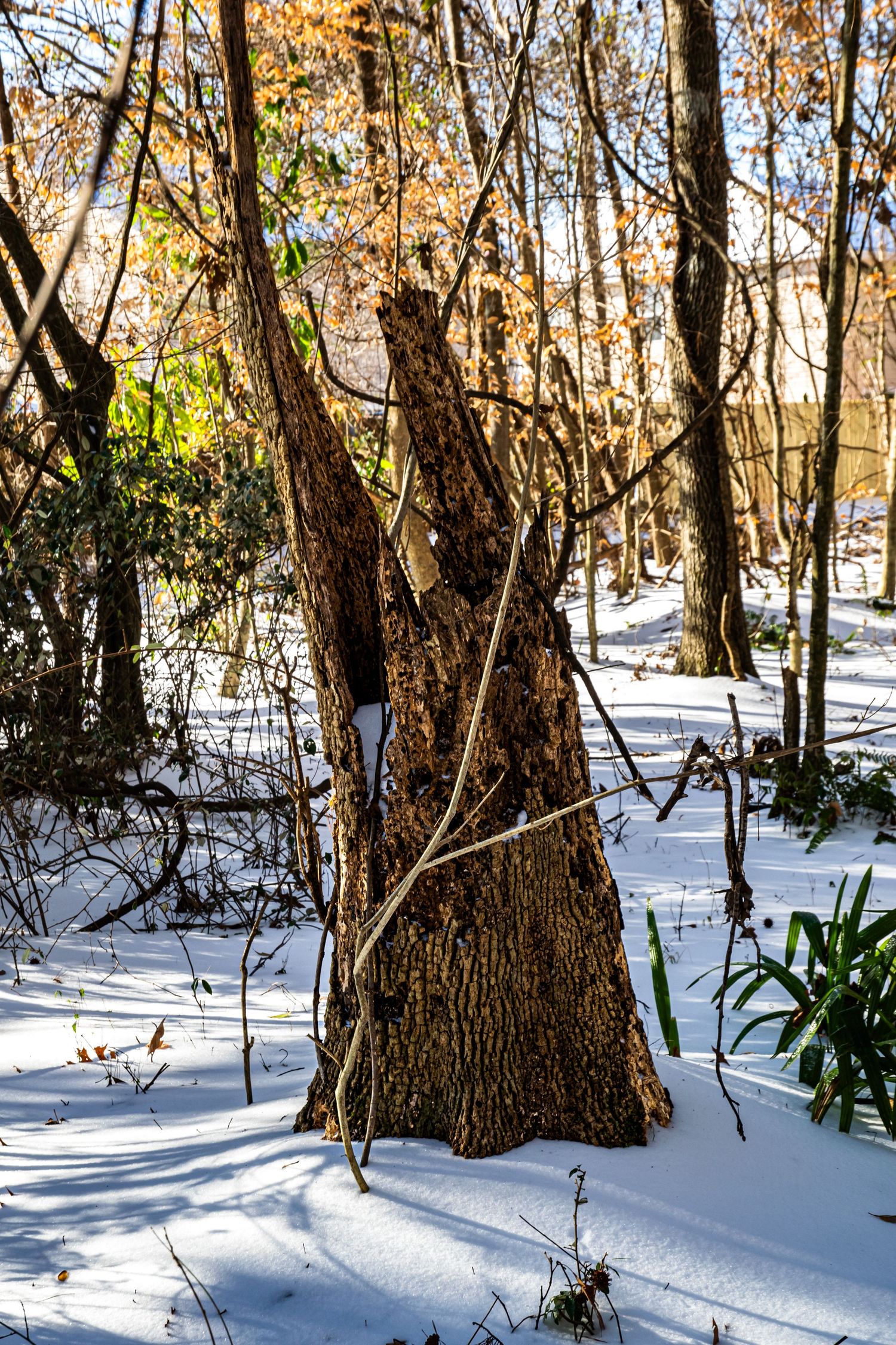 A photo of a tree stump in a snowy setting