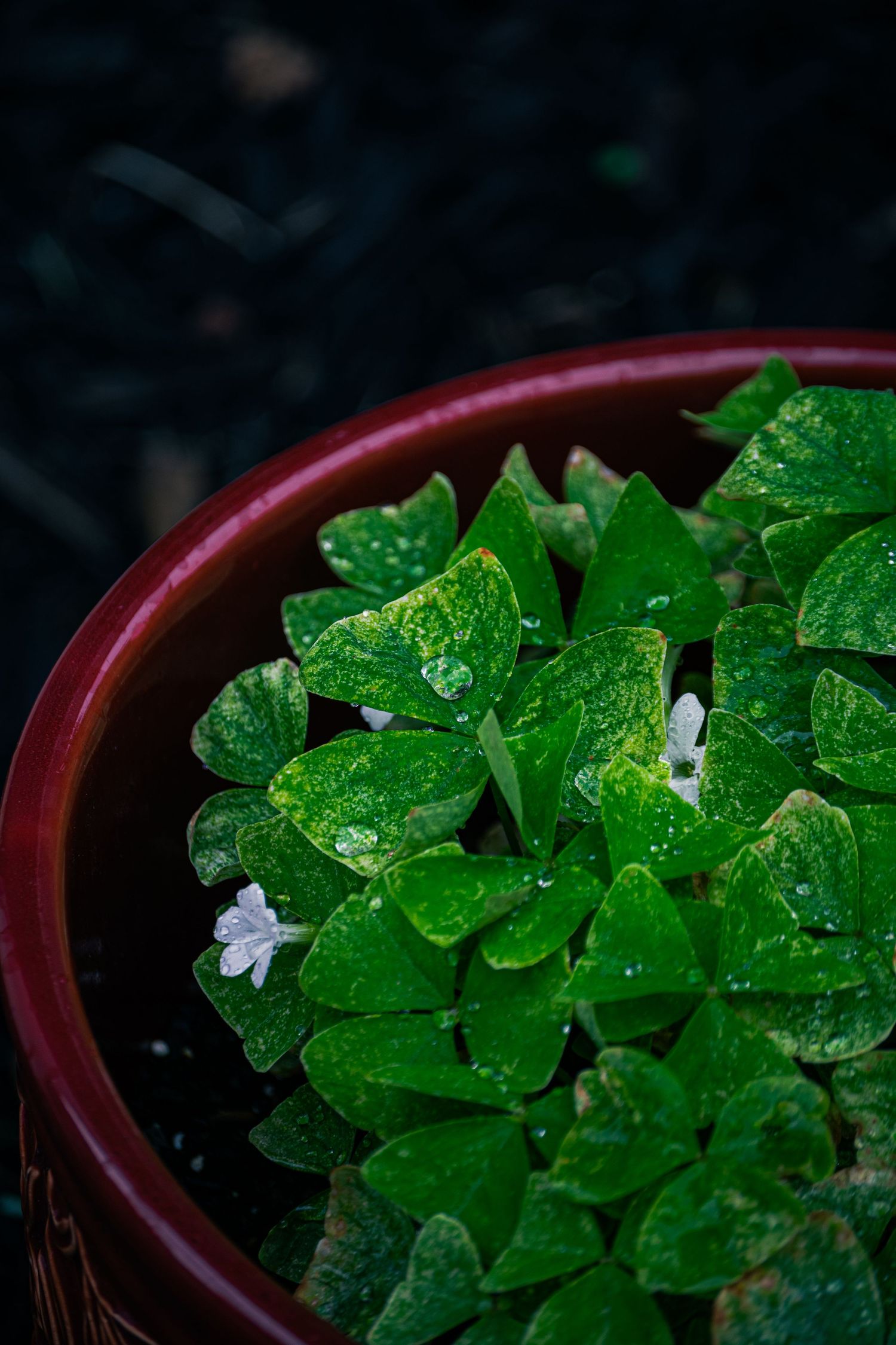 A photo of some flowers in a pot