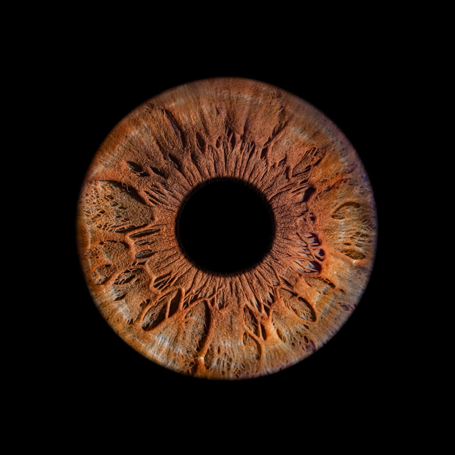 716 iris Macro photograph sequence showing the dilation of a human iris in brown tones against a black background.
