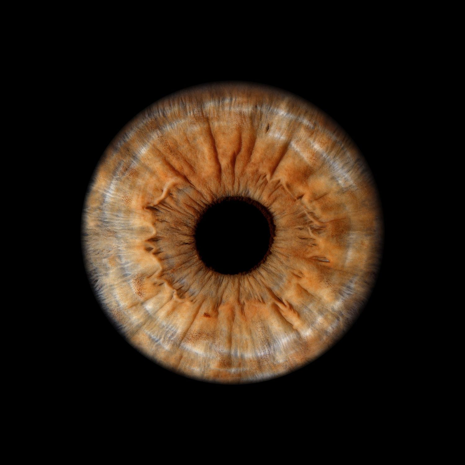 Close-up macro photograph of a human eye iris in warm amber and brown tones against a black background.
