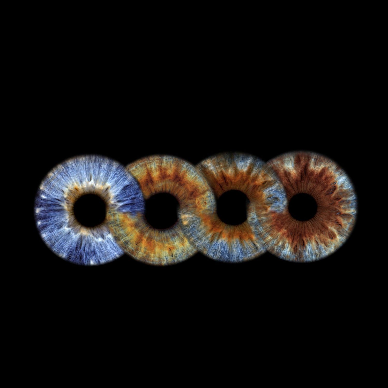 716 iris Four detailed macro photographs of human irises in different colors arranged in a row against a black background.