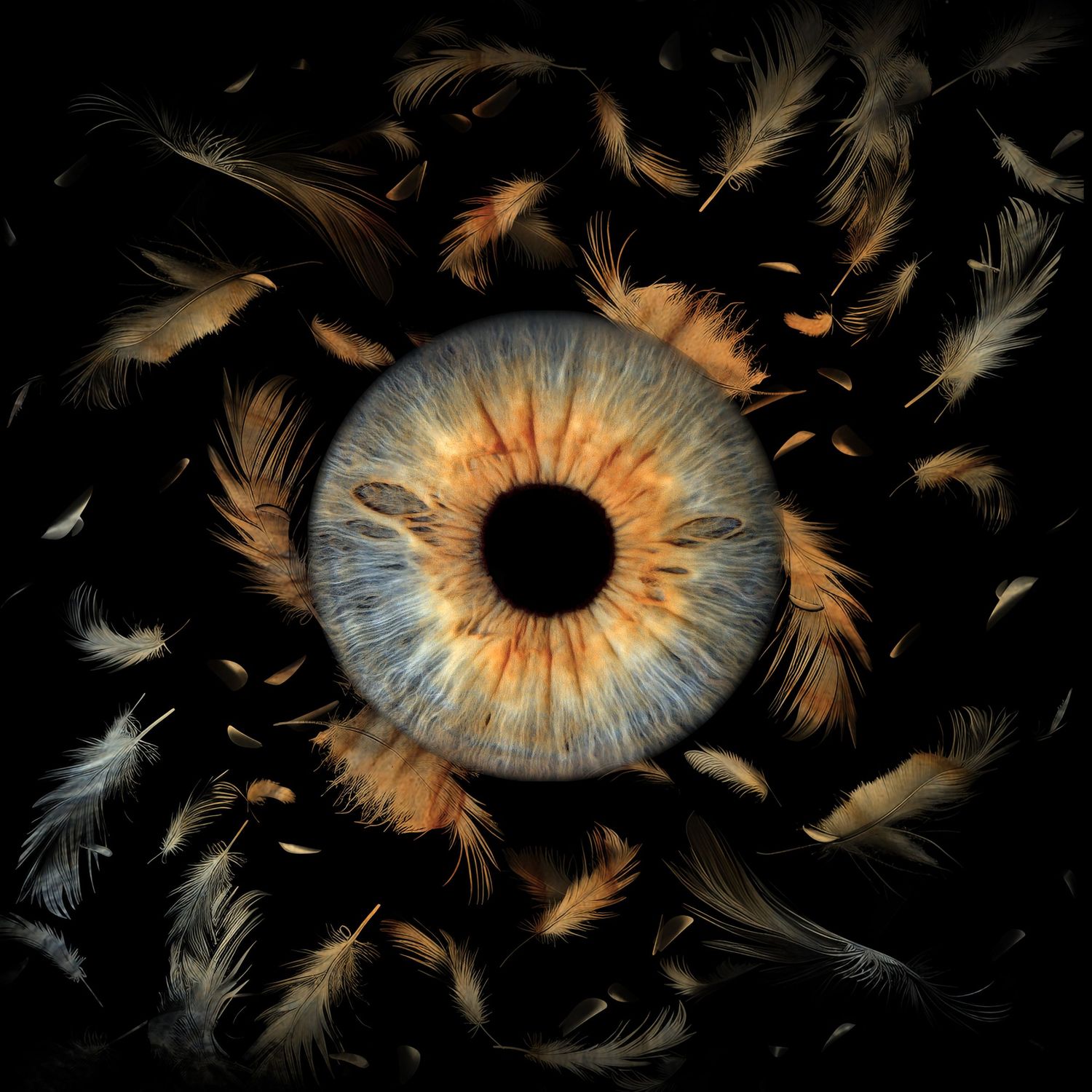 A surreal close-up of a human eye with blue and amber iris surrounded by swirling brown and white feathers on black background.