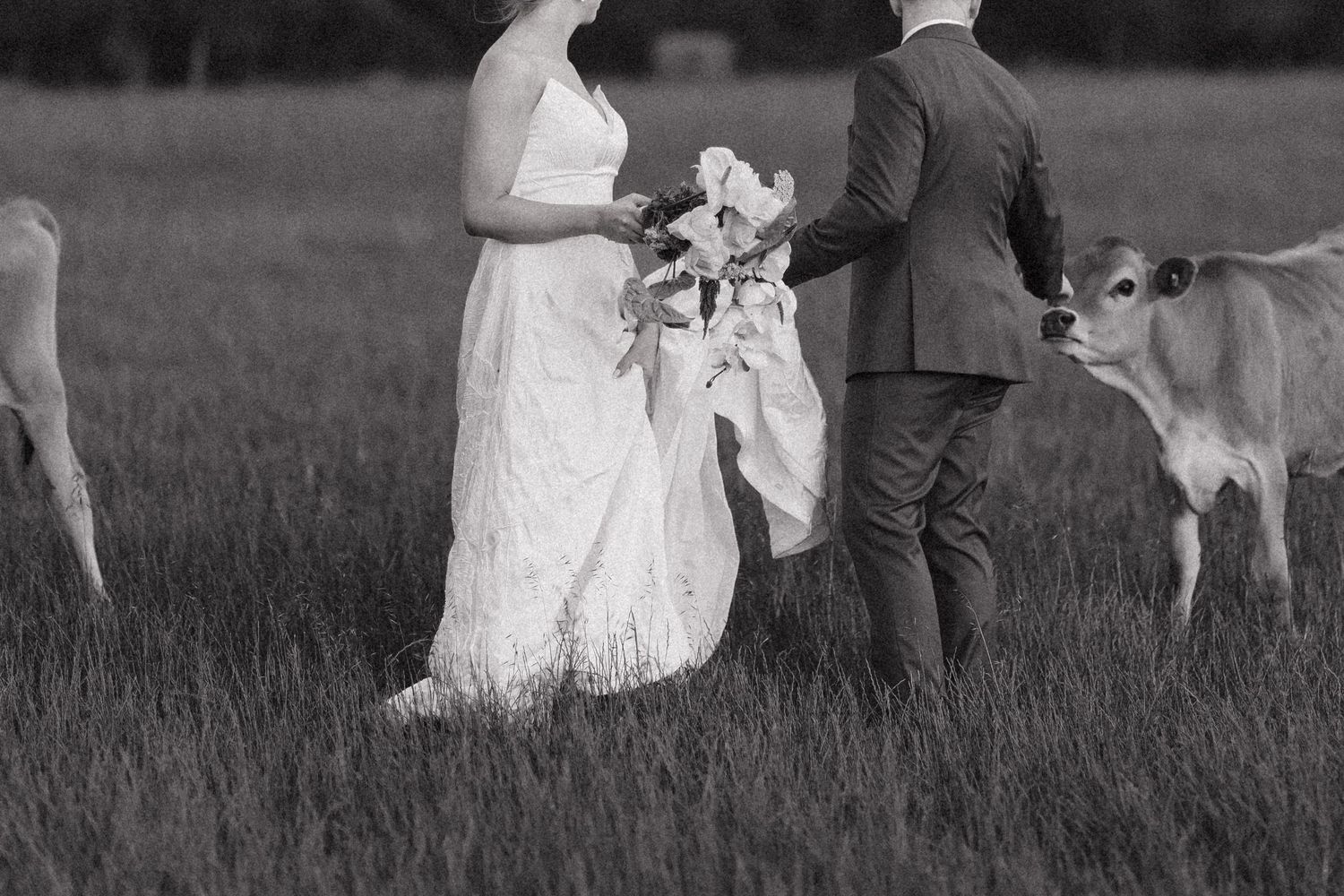 Black and white wedding photo in a field with a couple and cows grazing in the background.