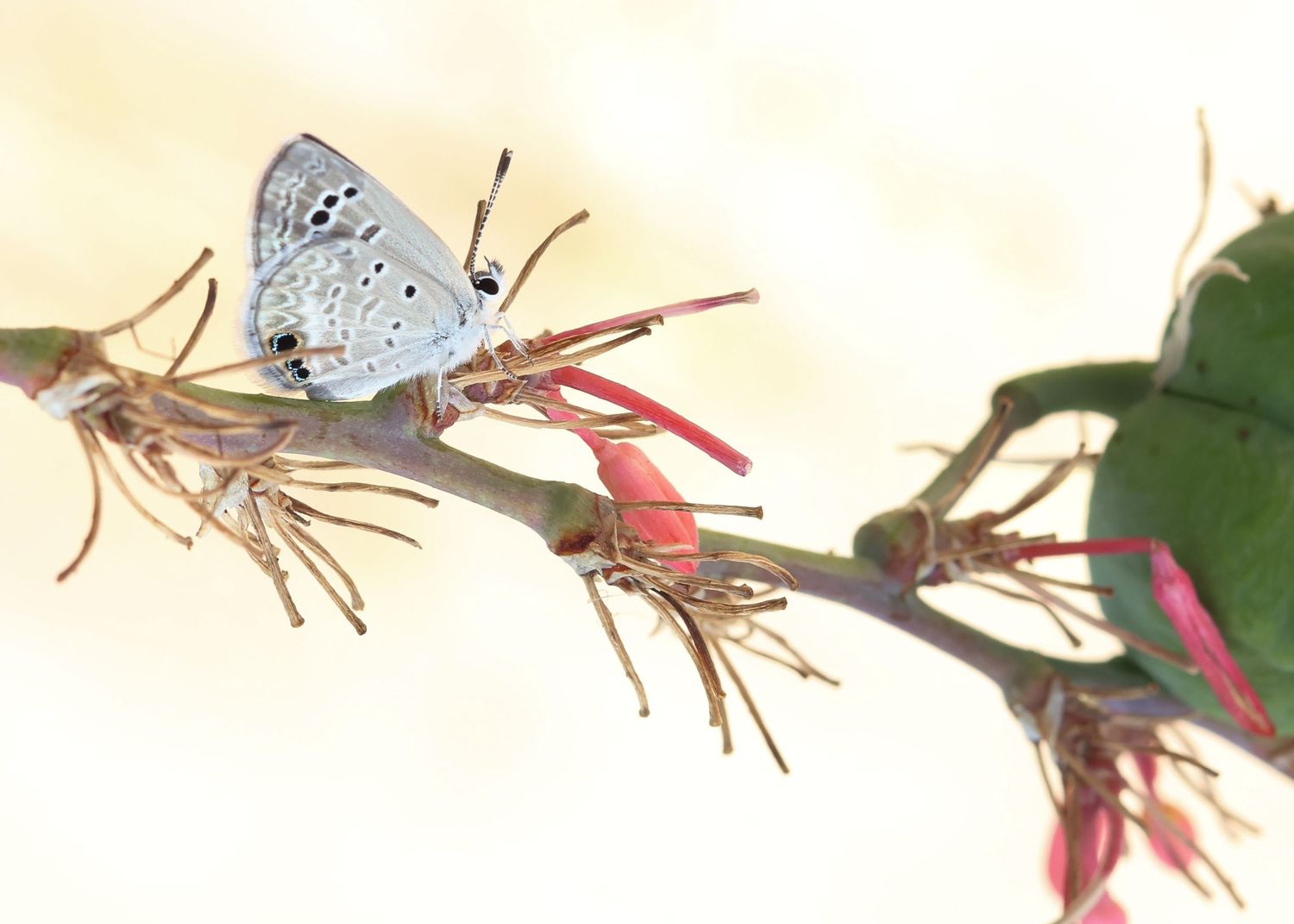 A delicate moth captured resting on a branch at Mission San Jose in San Antonio, Texas
