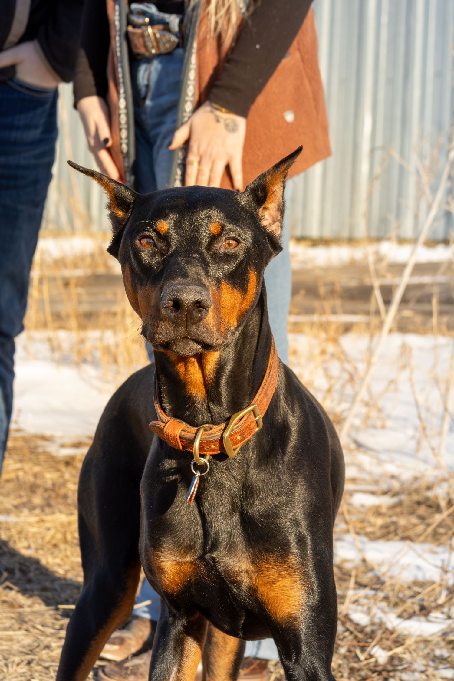 Alert Doberman Pinscher dog wearing orange collar stands attentively in snowy outdoor setting.