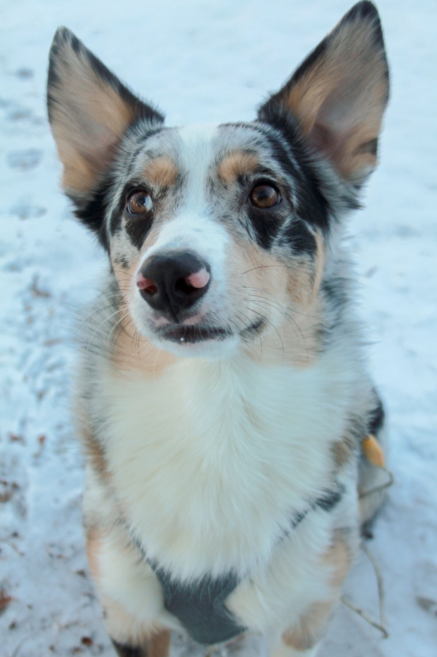 Close up portraits of a black and white Corgi dog with brown patches in snowy winter setting.