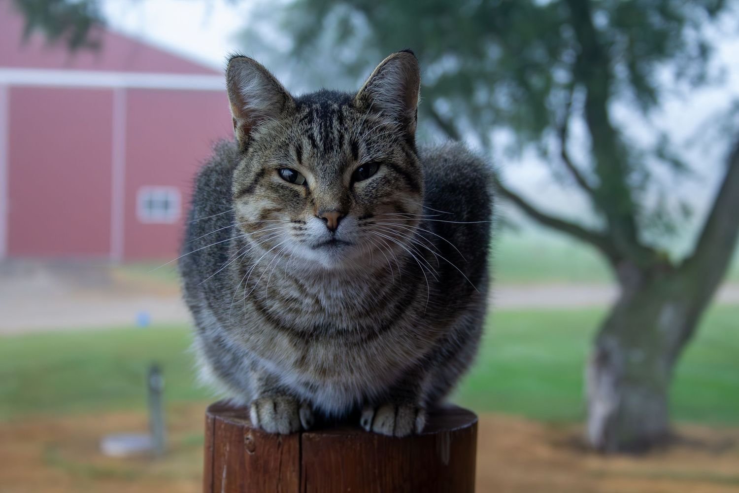 A collection of six similar photos showing a gray tabby cat with striped fur lounging in various relaxed poses.