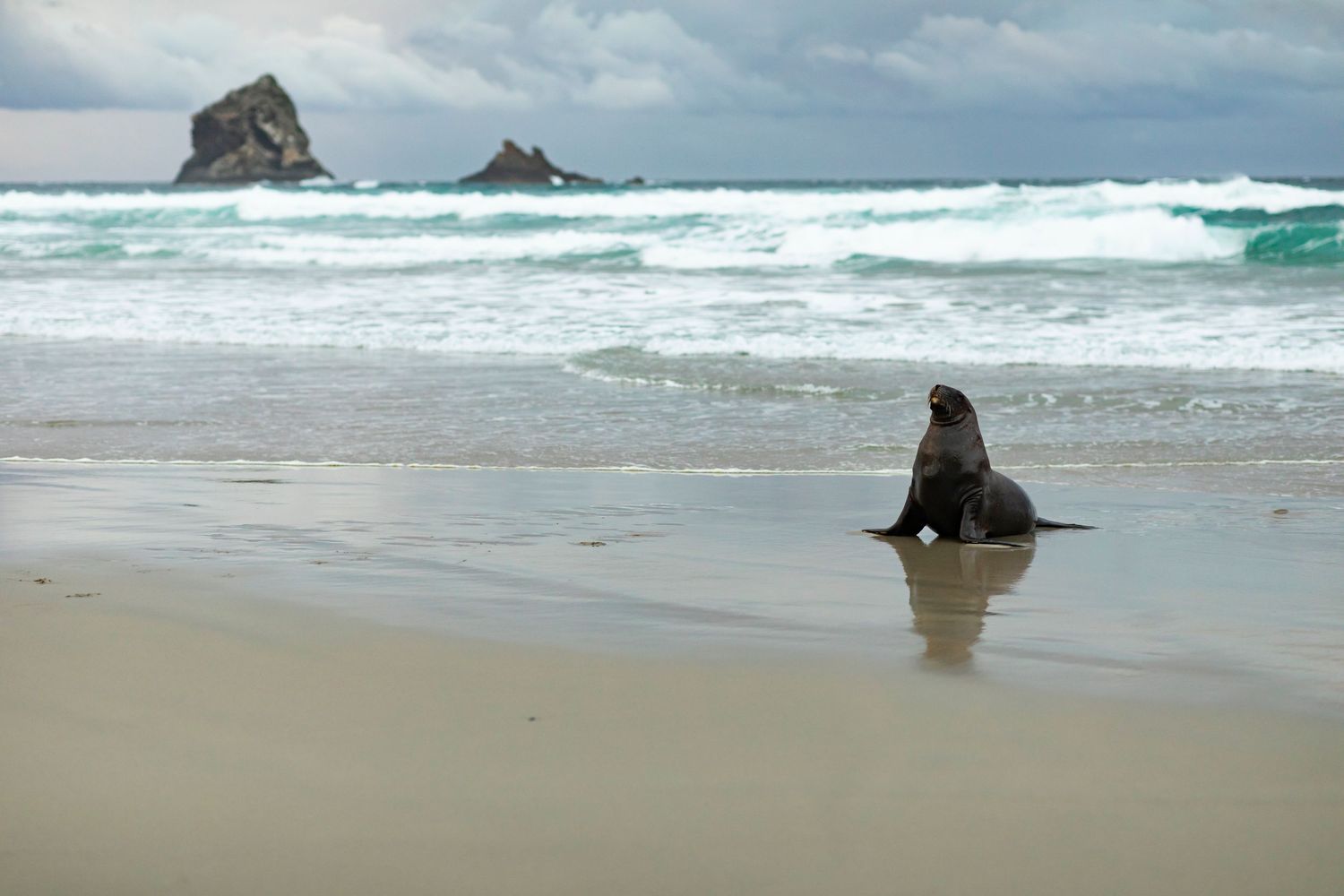destination photoshoot of beach engagement new zealand couple surfboard meets sealion