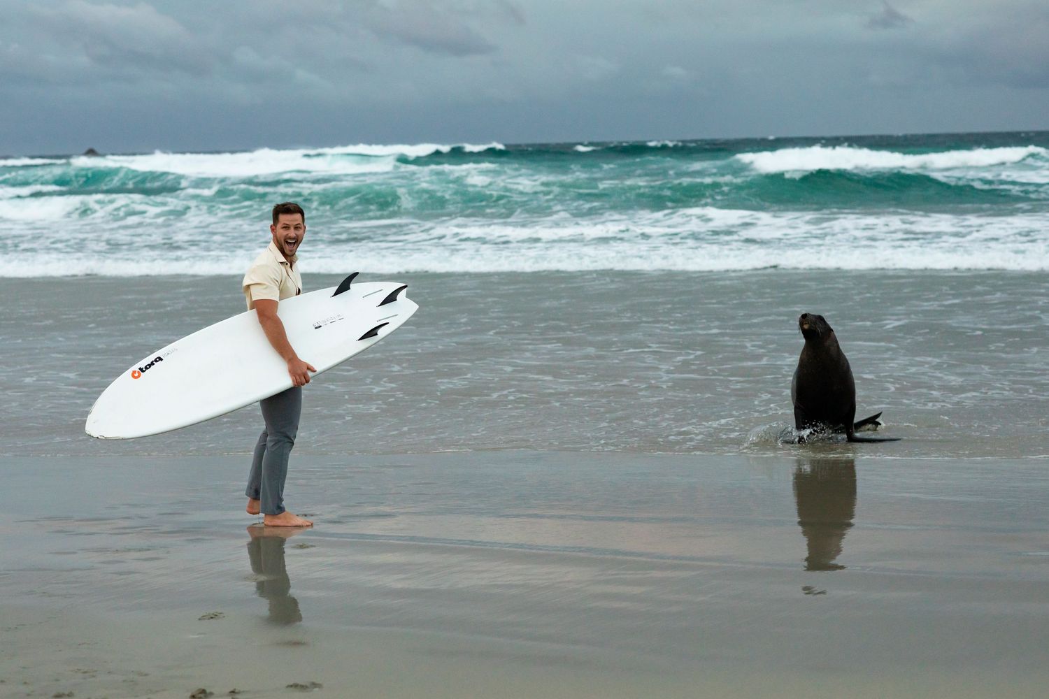 destination photoshoot of beach engagement new zealand couple surfboard meets sealion